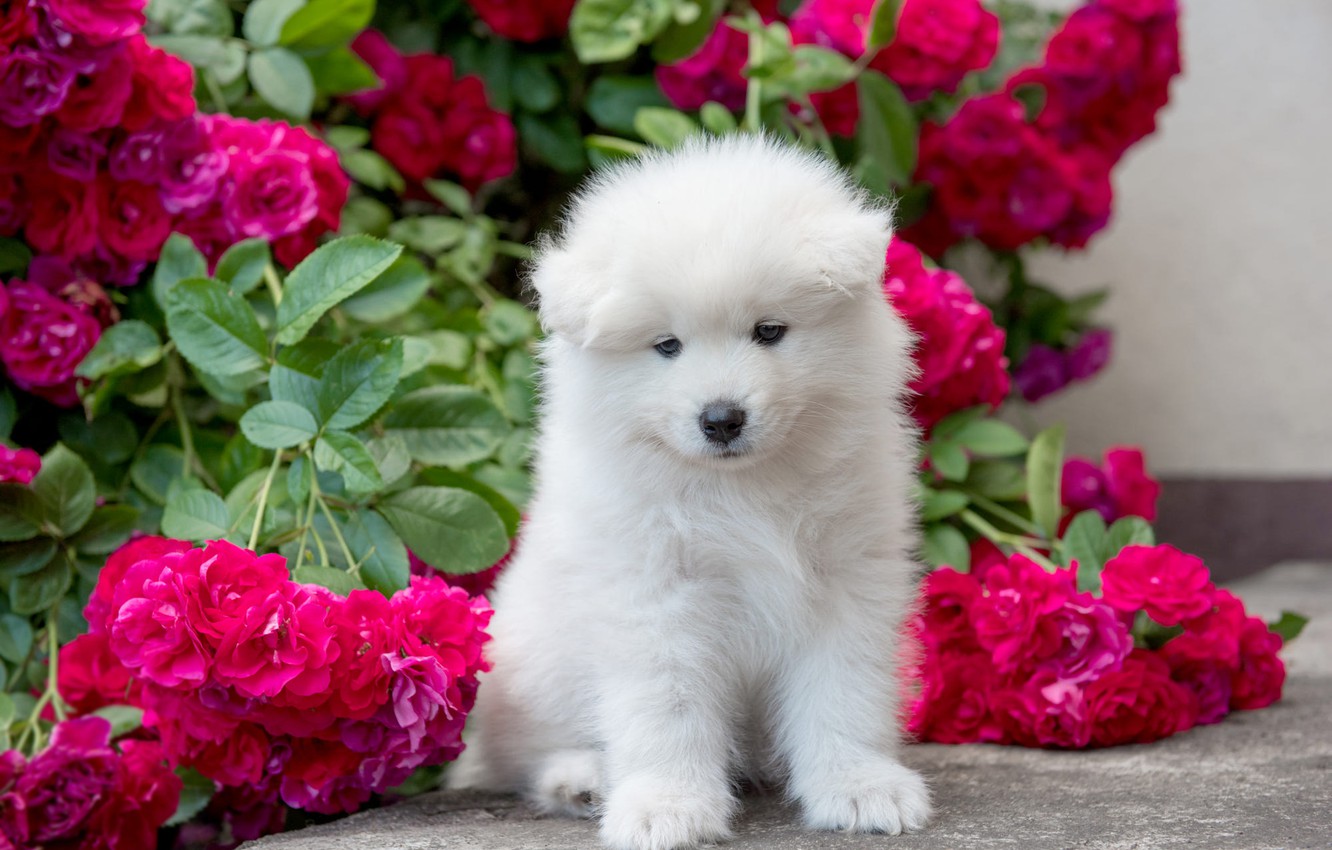 Wallpaper white, look, leaves, flowers, branches, roses, dog, garden, baby, cute, puppy, pink, face, sitting, bokeh, rose Bush image for desktop, section собаки