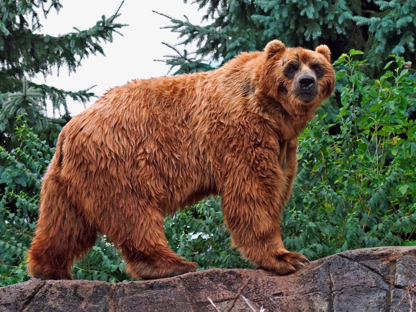 Kodiak Bear HD Wallpaper and Background