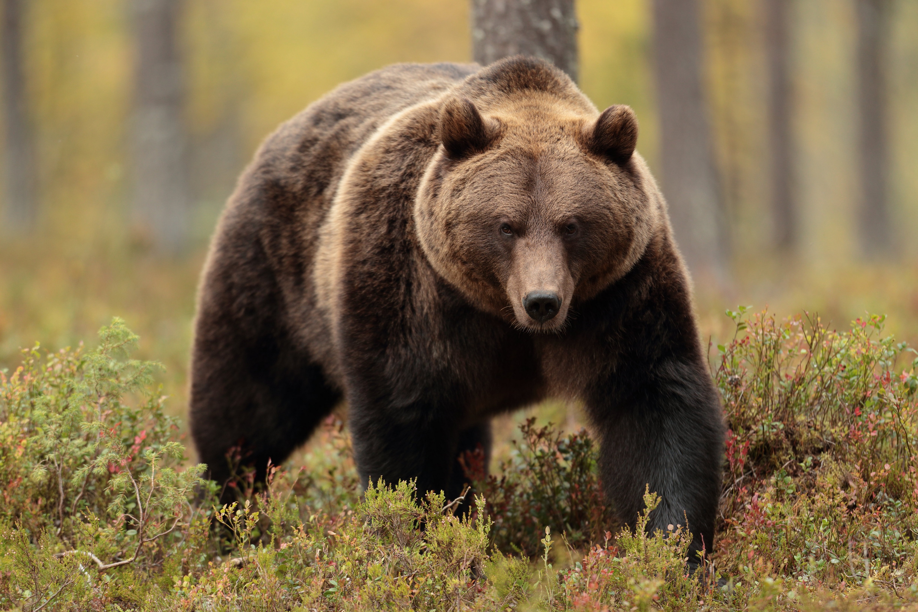 Wallpaper, plant, brown bear, ecoregion, Kodiak bear, carnivore, Grizzly bear, Natural landscape, biome, grass, tree, grassland, terrestrial animal, snout, trunk, wildlife, fur, wilderness, nature reserve, prairie, wood, american black bear, jungle