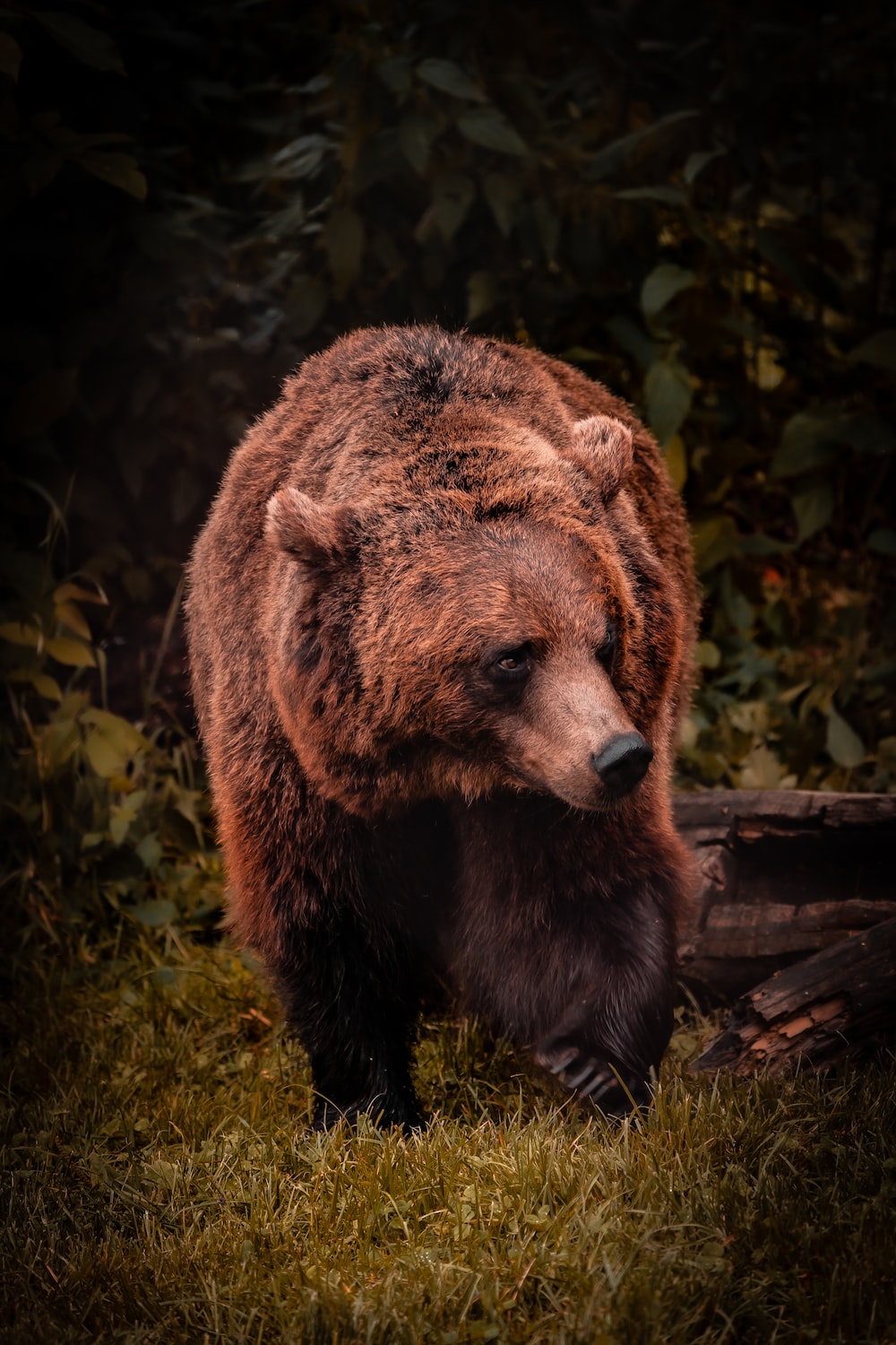Brown Bear Picture. Download Free Image