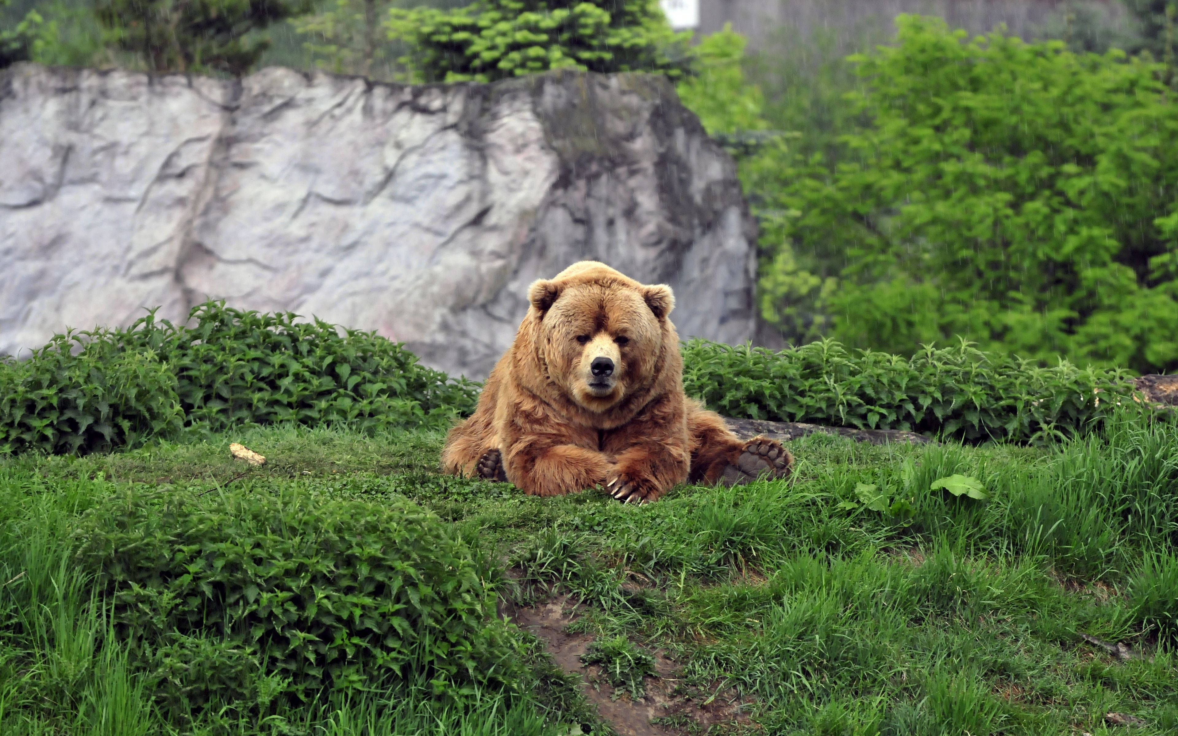 Download Kodiak Bear With Plants Wallpaper