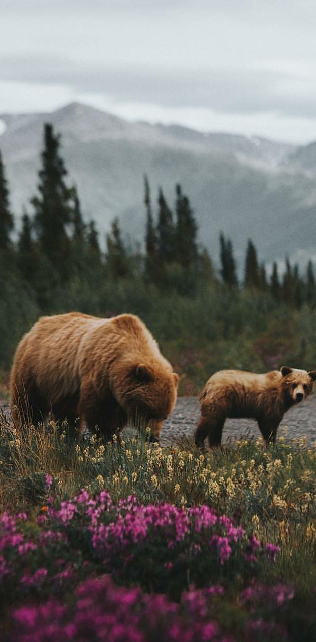 Grizzly Bears wallpaper