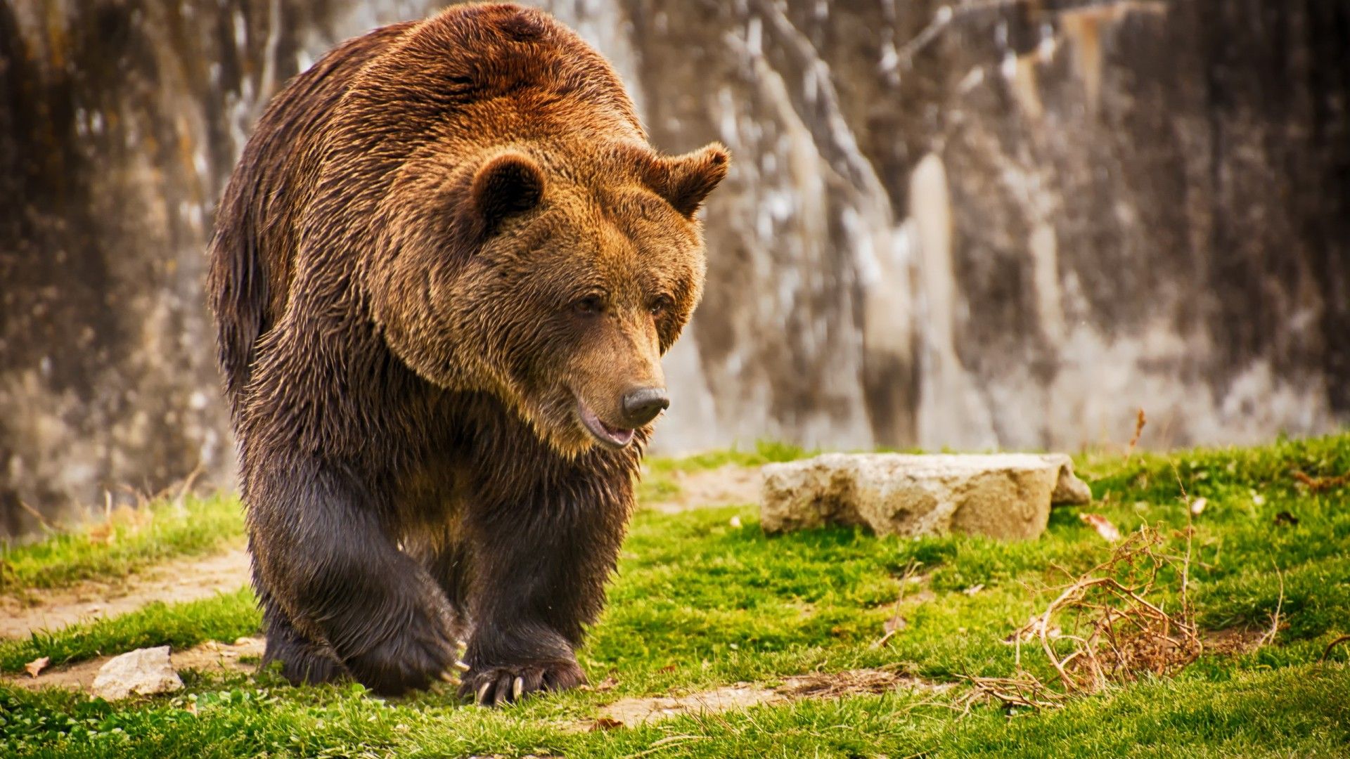 Brown Bears Wallpaper