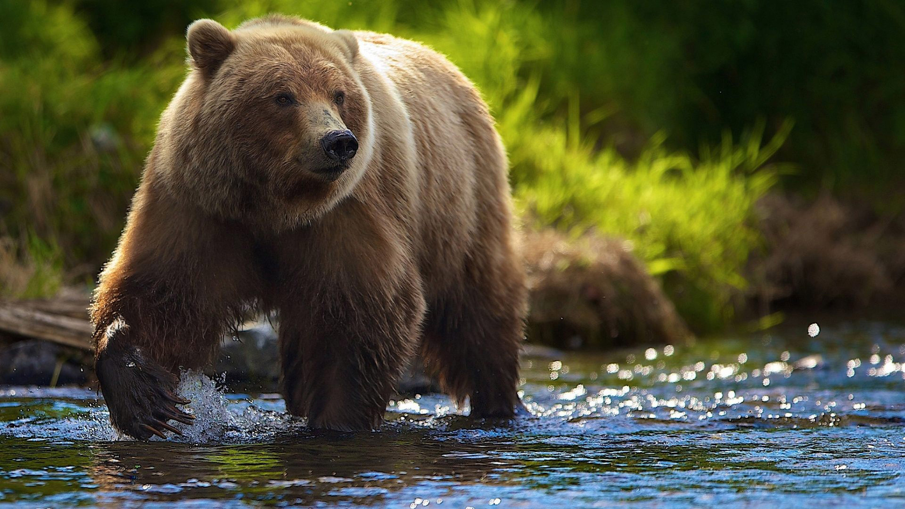 grizzly bears fighting wallpaper