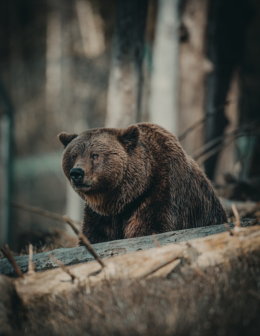 brown bear on brown wooden log during daytime photo
