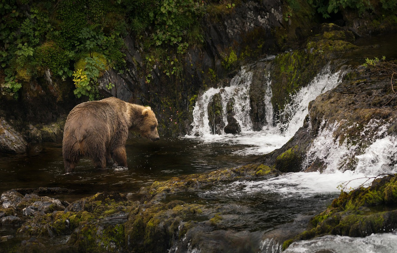 Wallpaper river, Alaska, cascade, Brown bear, Kodiak image for desktop, section животные