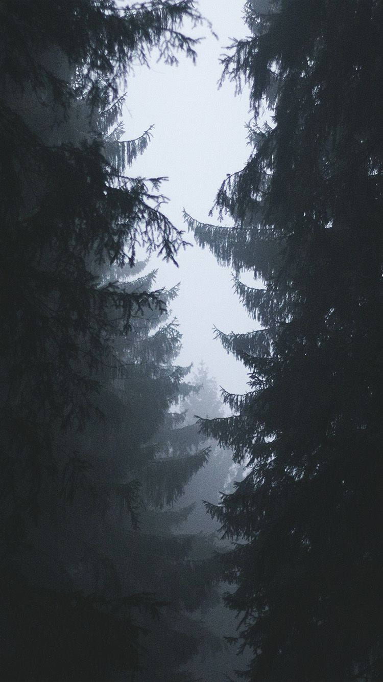 Download Dense Forest Simple iPhone Wallpaper
