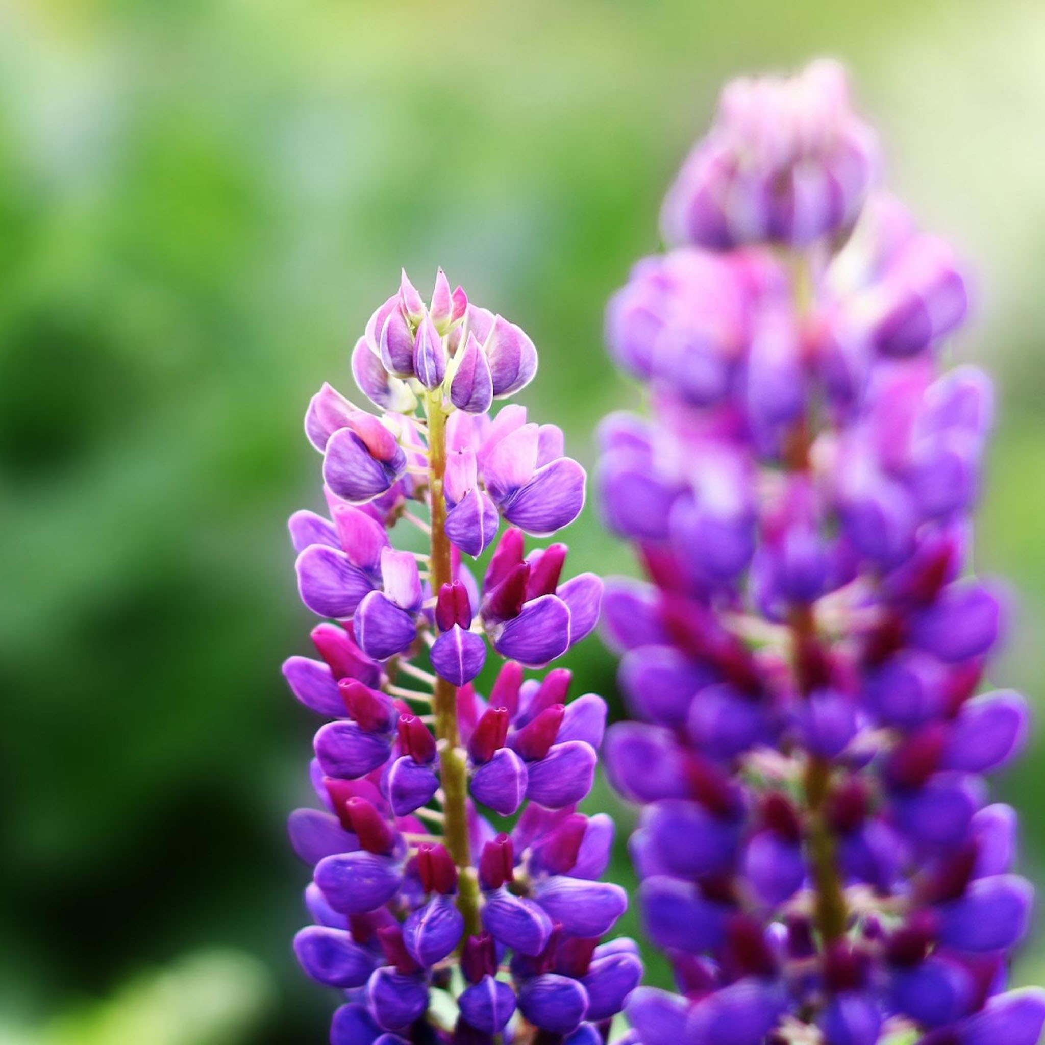 Purple Flowers Nature Plant / HD iPad Wallpaper