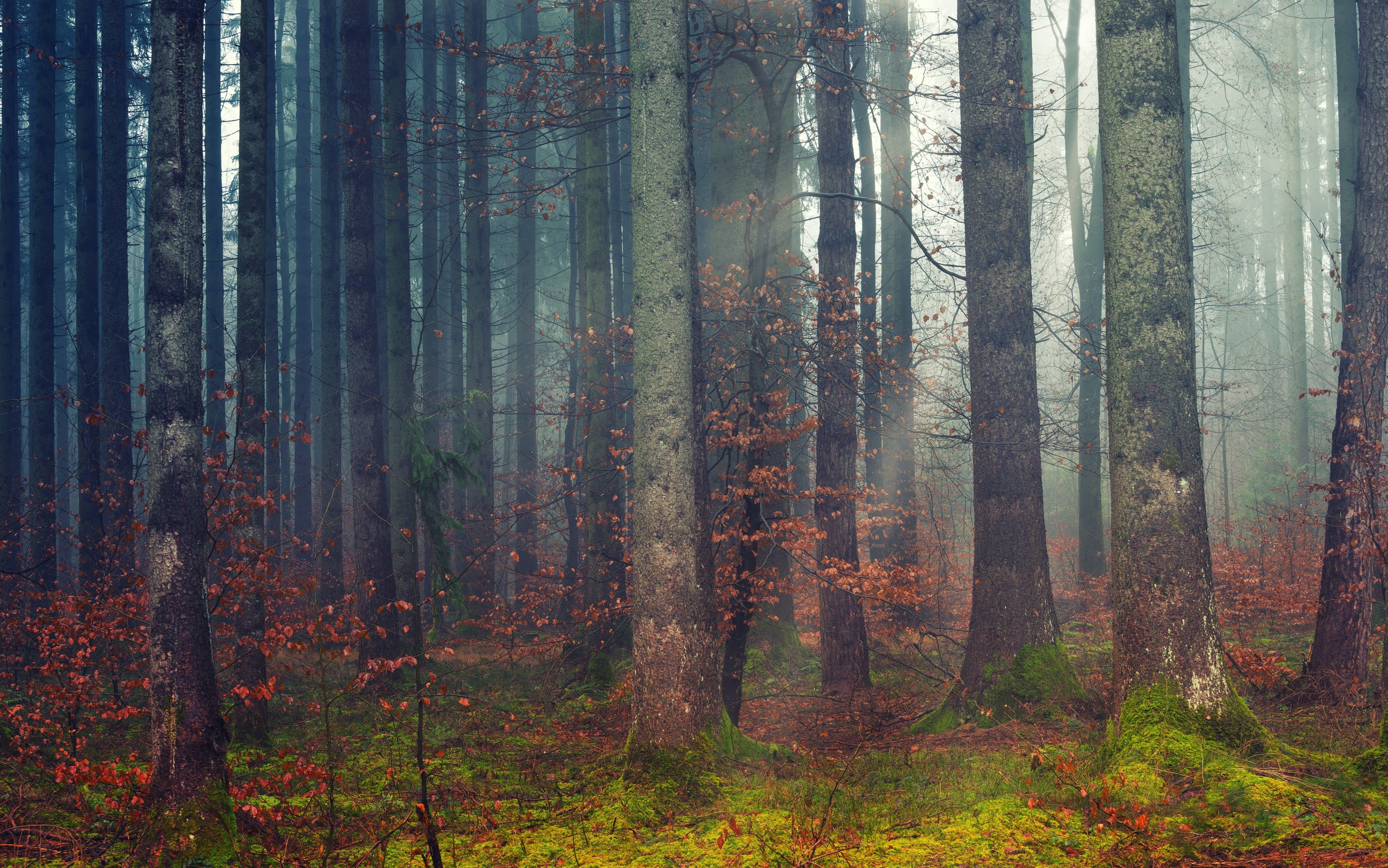 Forest Wallpaper 4K, Woods, Daylight, Fall, Nature
