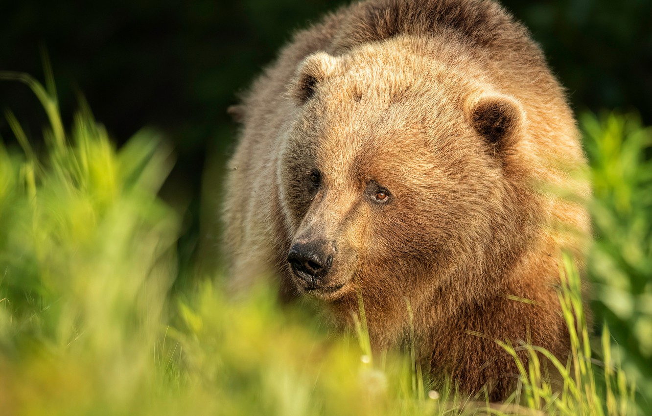 Wallpaper grass, look, face, bear, mosquitoes, Kodiak image for desktop, section животные
