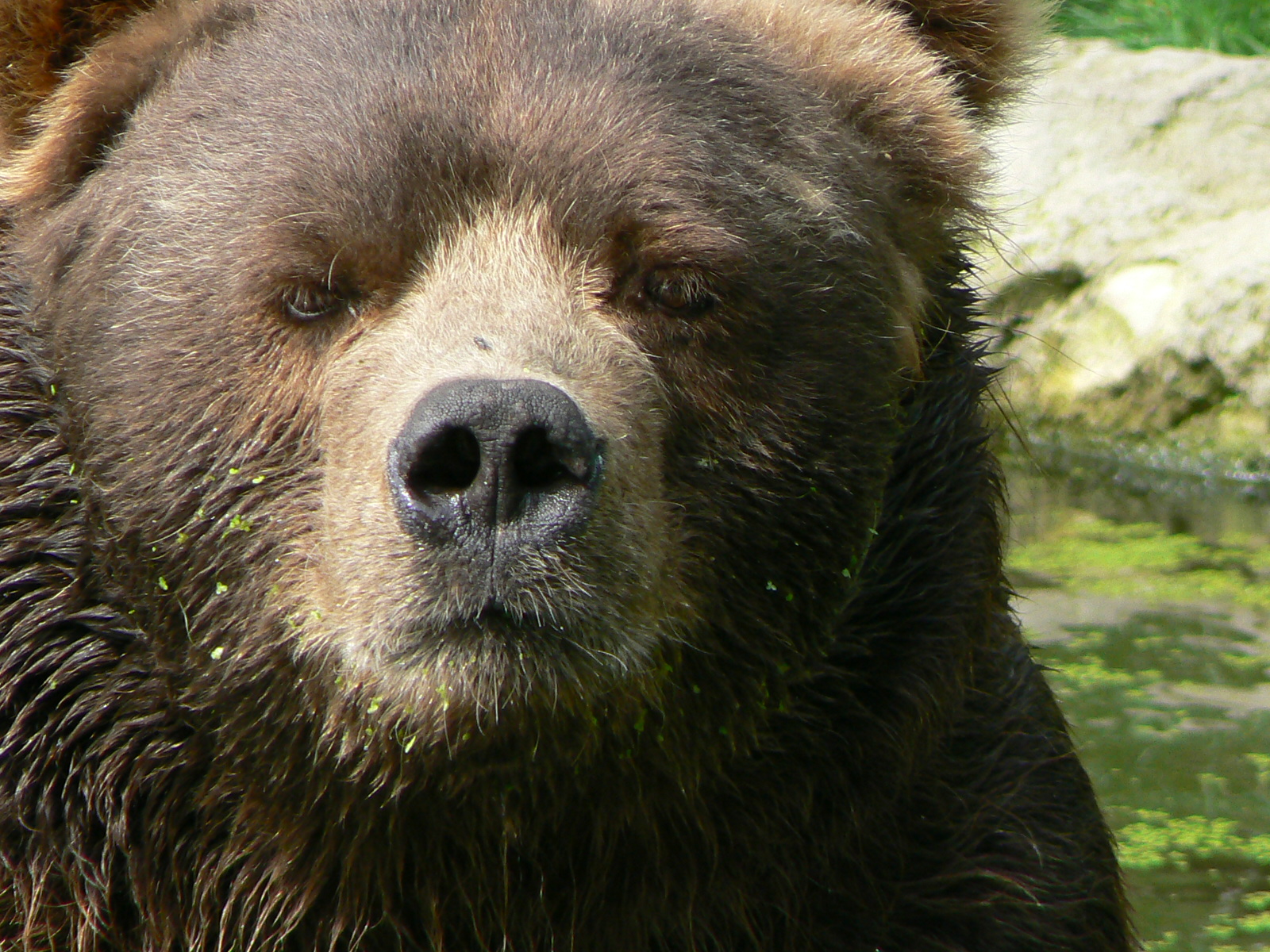 Closeup kodiak bear