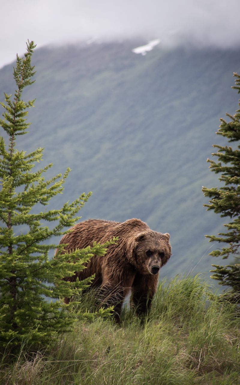 Kodiak Bear Wallpapers Wallpaper Cave