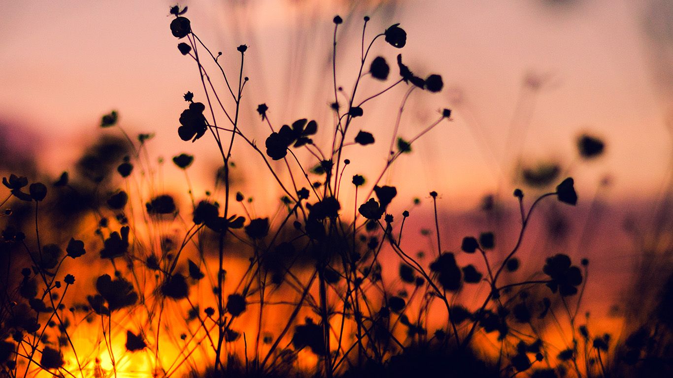 Expired expired. Fotografi hutan, Pemandangan, Fotografi