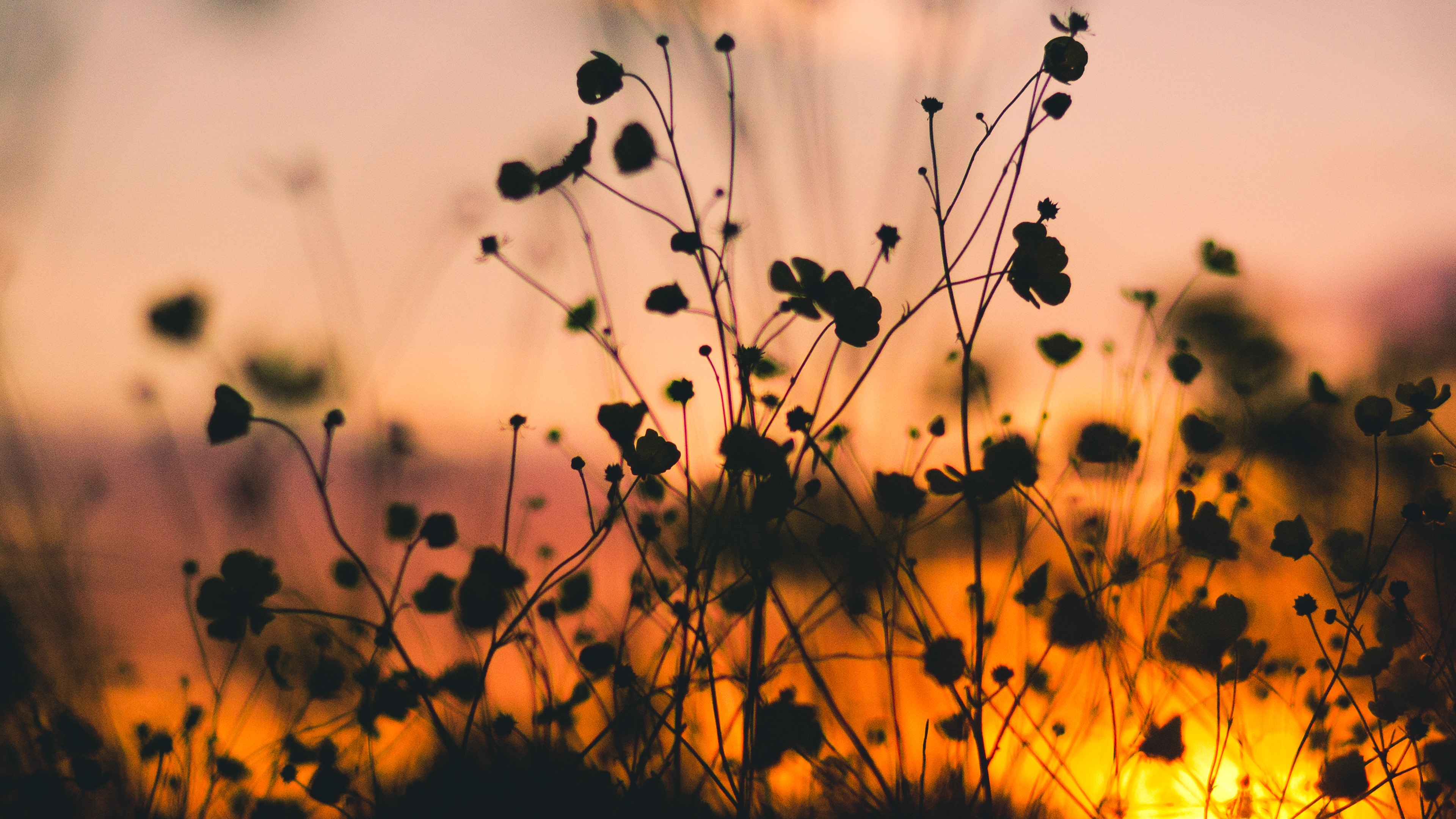 wallpaper for desktop, laptop. night nature flower sunset dark shadow