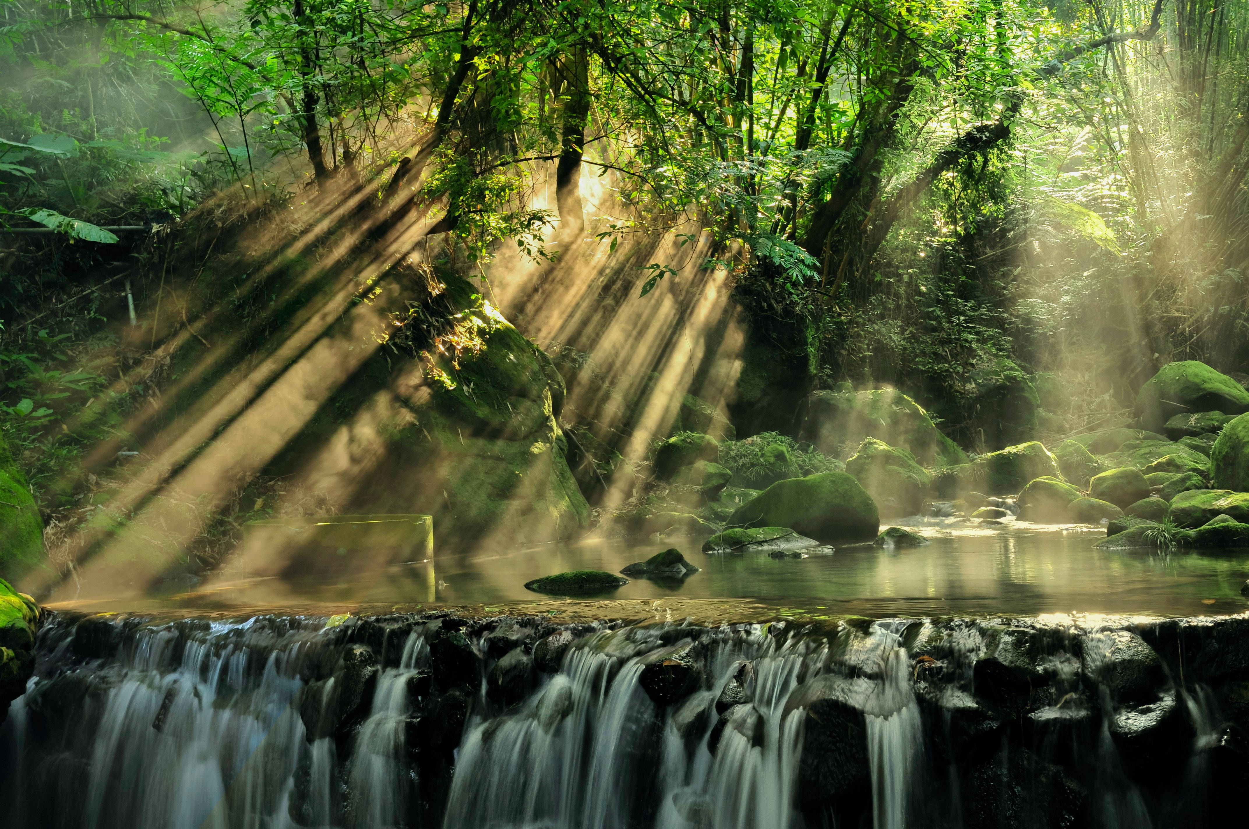 Download Sun Rays In Rainforest Wallpaper