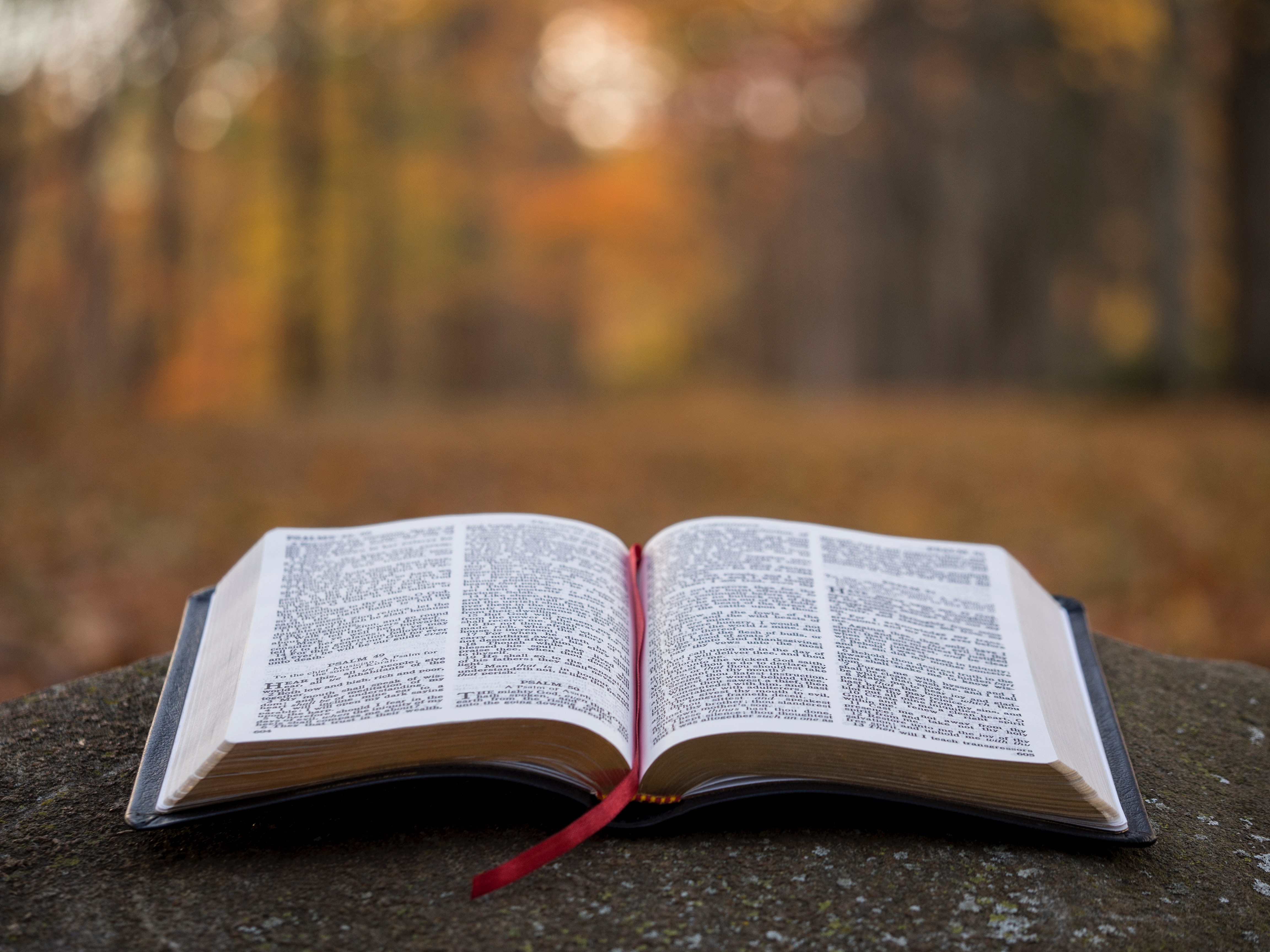 4608x3456 morning, holy word, book, bible, truth, the life, life, red, god, fall, depth of field, orange, reading, gods word, rock, morning prayer, open bible, holy, stone, Creative Commons image, autumn