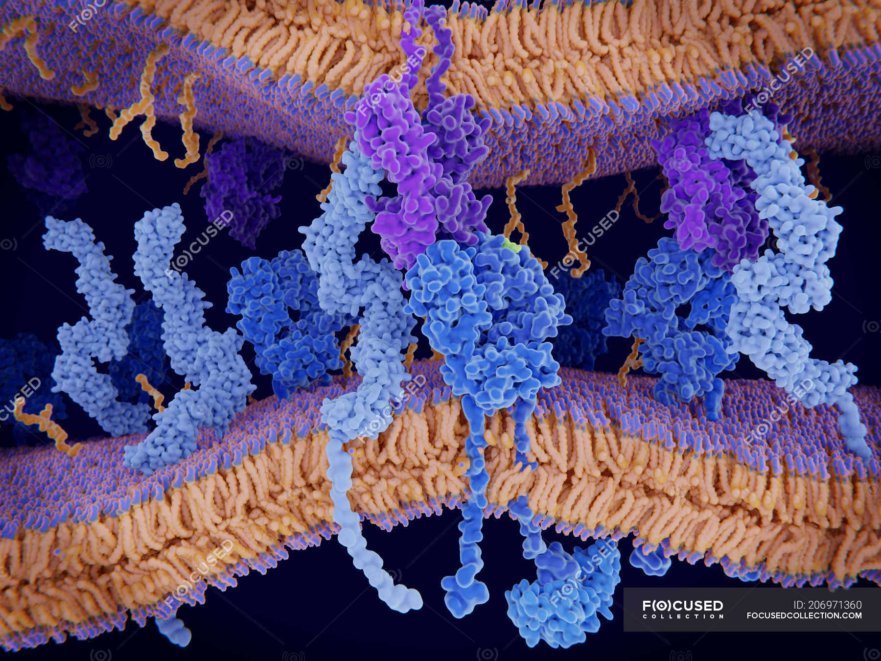 Cell Membrane Wallpapers - Wallpaper Cave