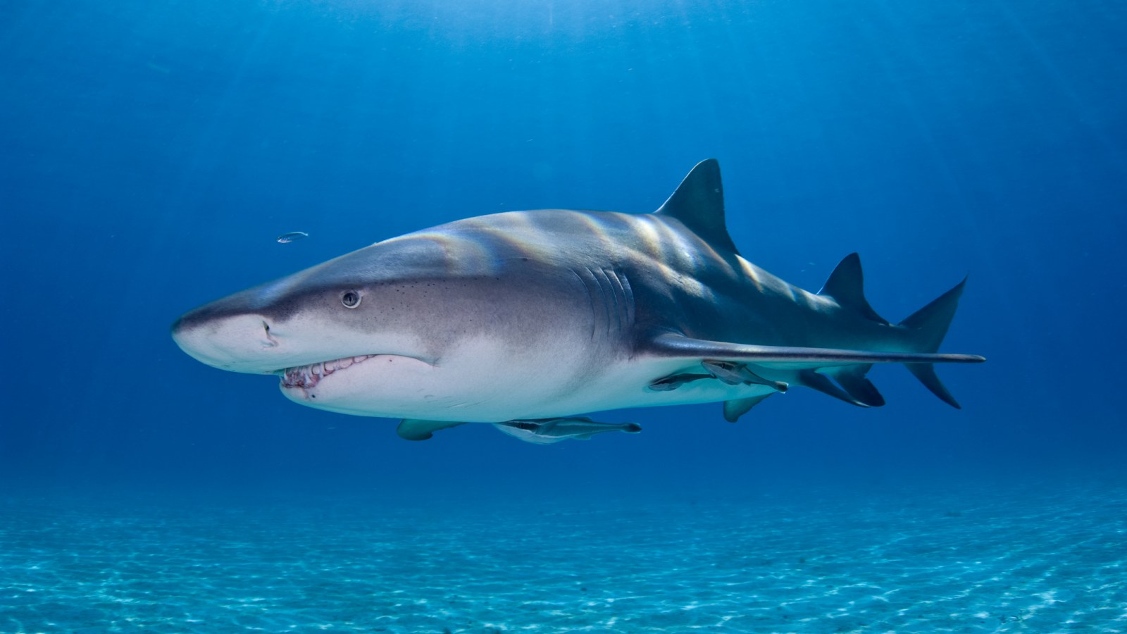 Lemon Shark Bites 7 Year Old Girl In Second Attack By Great Barrier Reef In Two Weeks