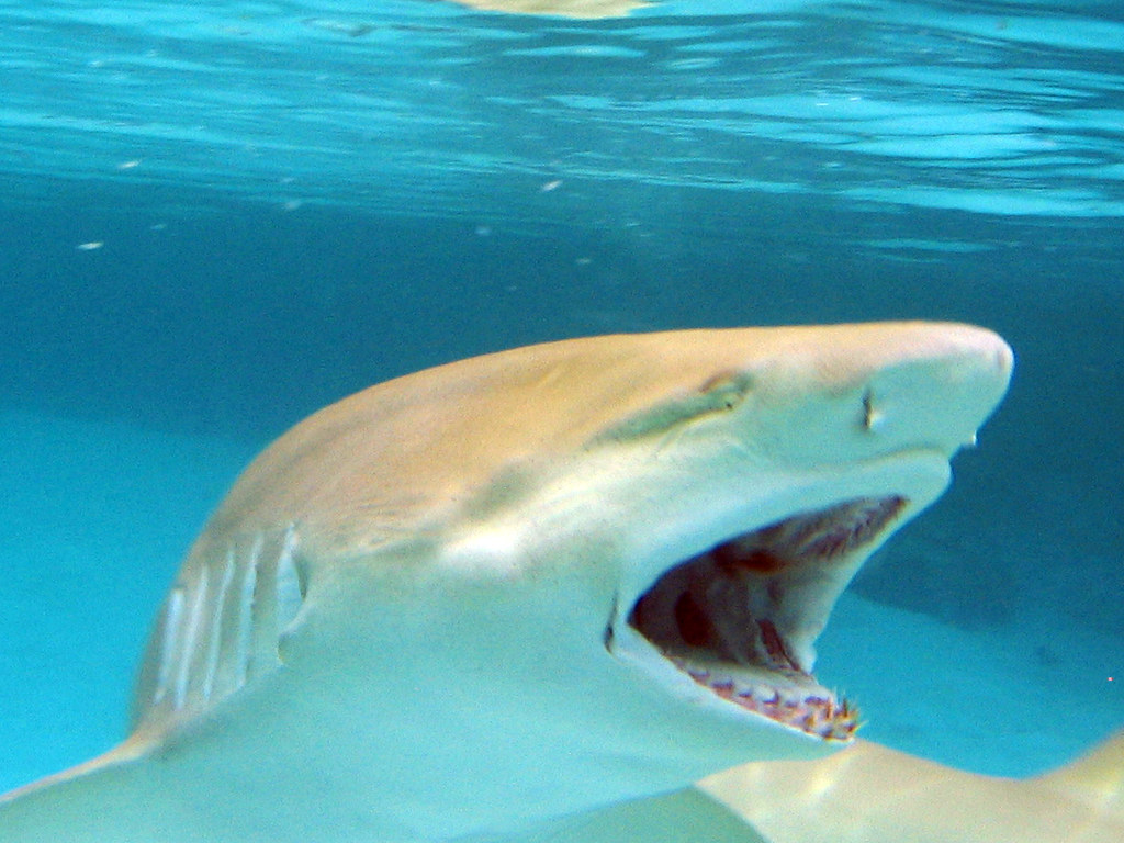 Teeth. A Lemon Shark prepares to eat a piece of fish not p