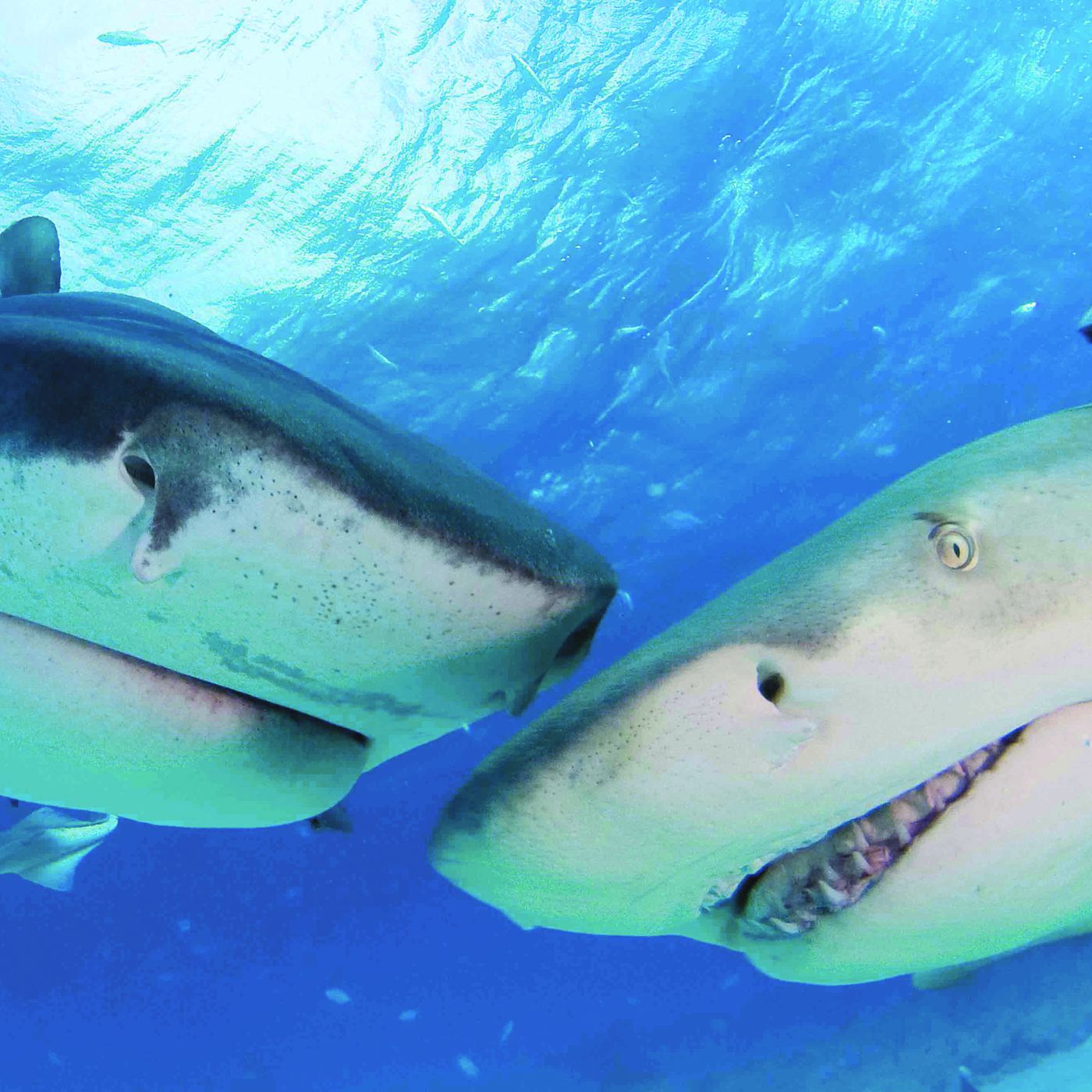 Sharks as you won't see them on Shark Week: Intelligent and remarkably social animals
