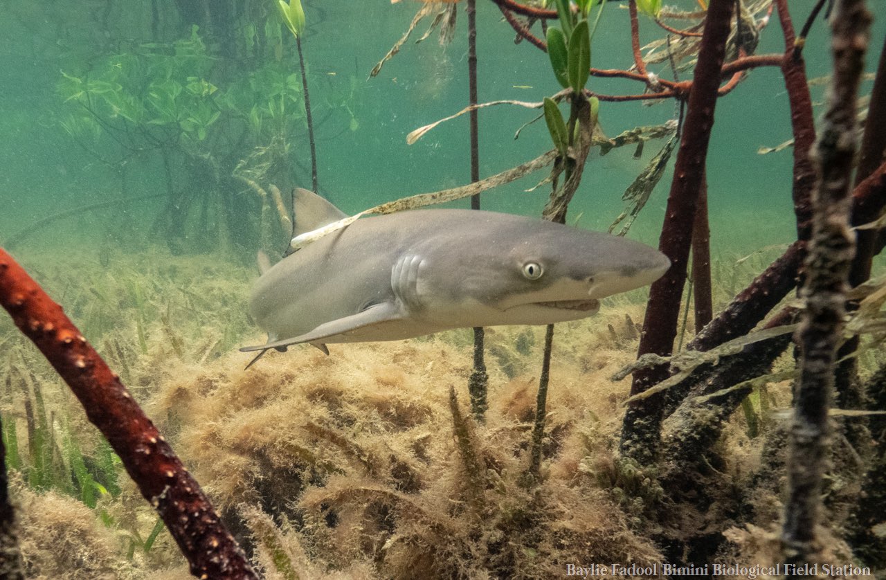 Bimini Biological Field Station Foundation в Twitter: „This Lemon Shark Was Most Likely A Young Of Year, Meaning It Was One Of The Lemon Sharks Born Around Bimini This Year. Lemon Sharks In Their
