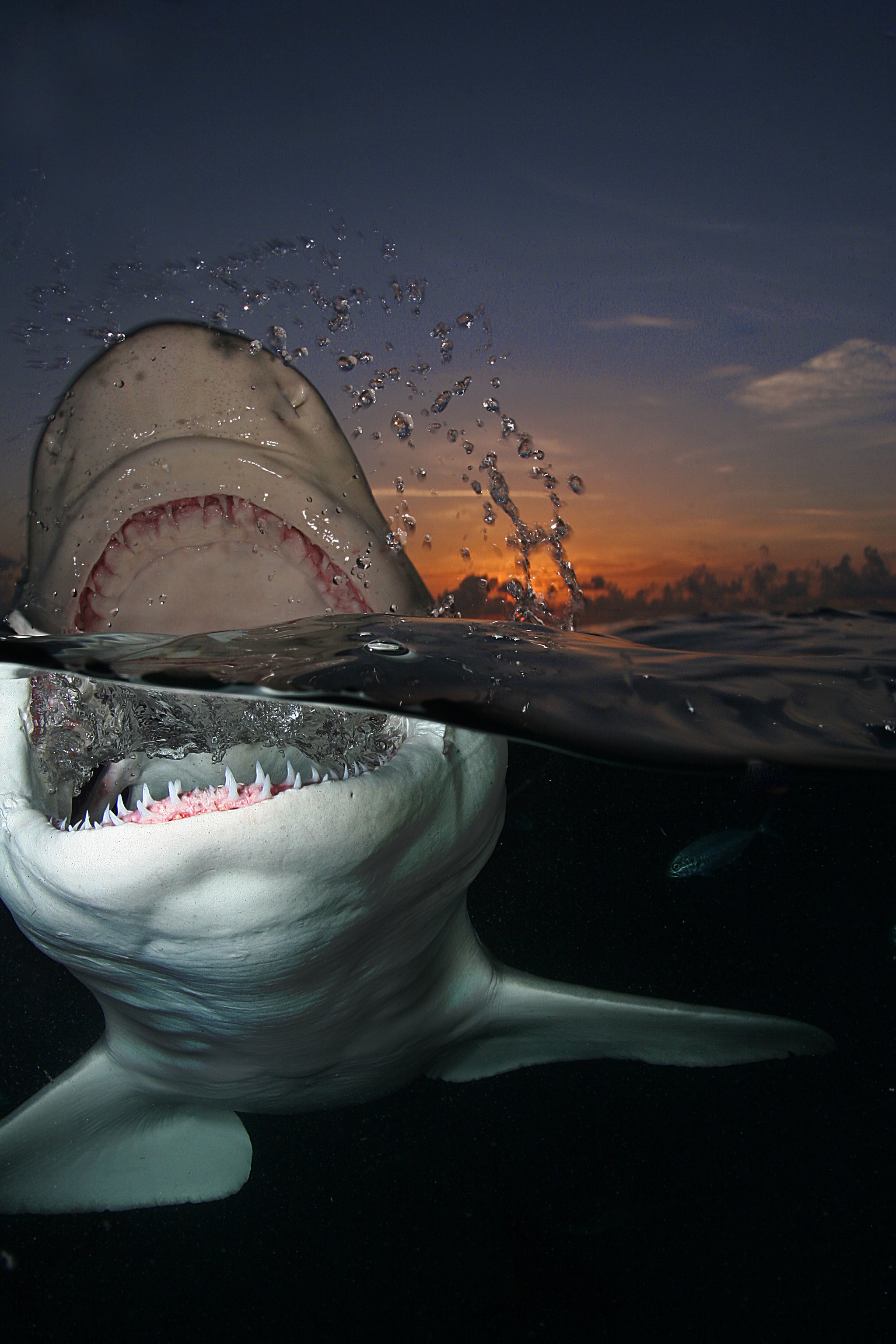 Lemon Shark at Sunset Abernethy Imagery