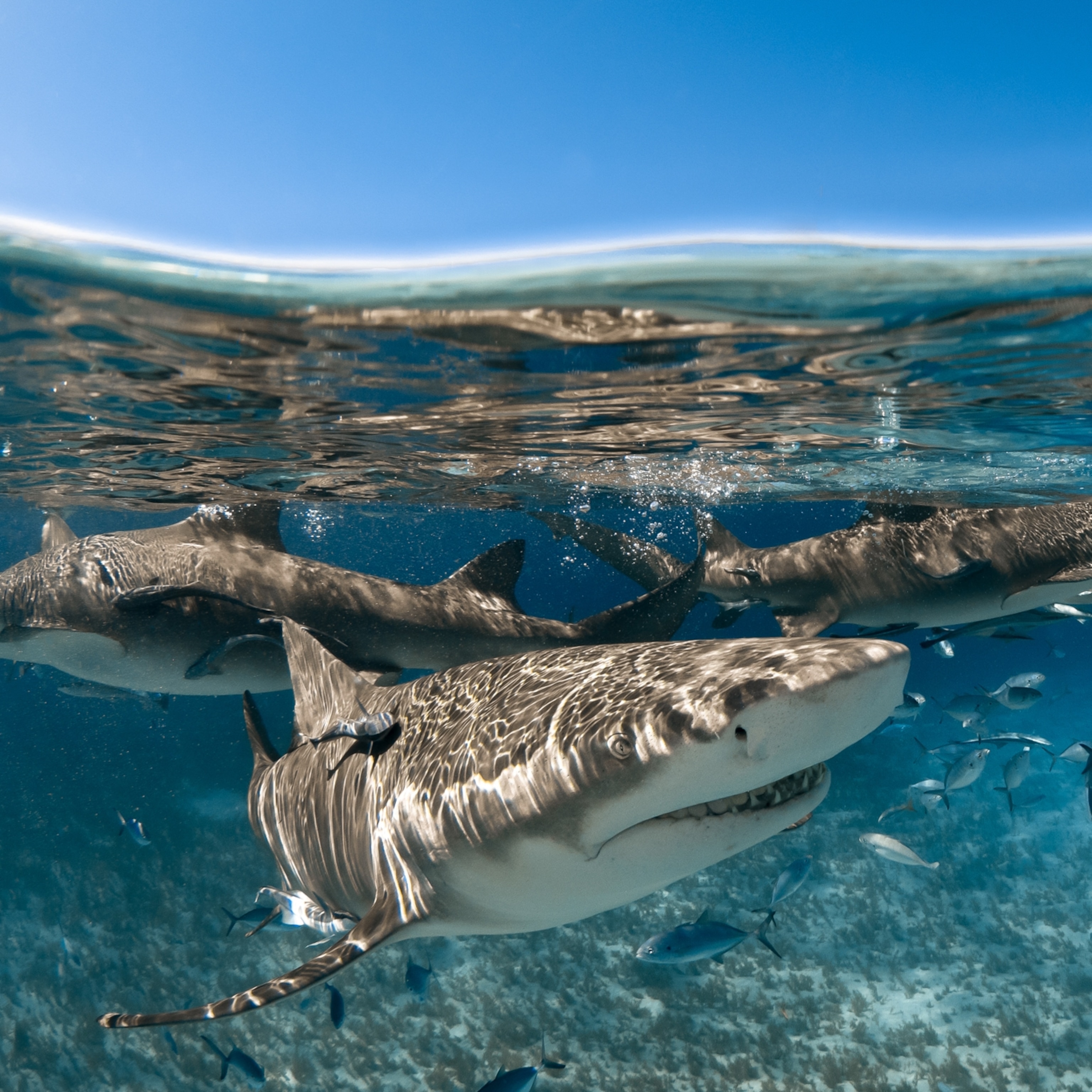 Sharks Form Years Long 'friendships, ' Dispelling 'lone Shark' Myth