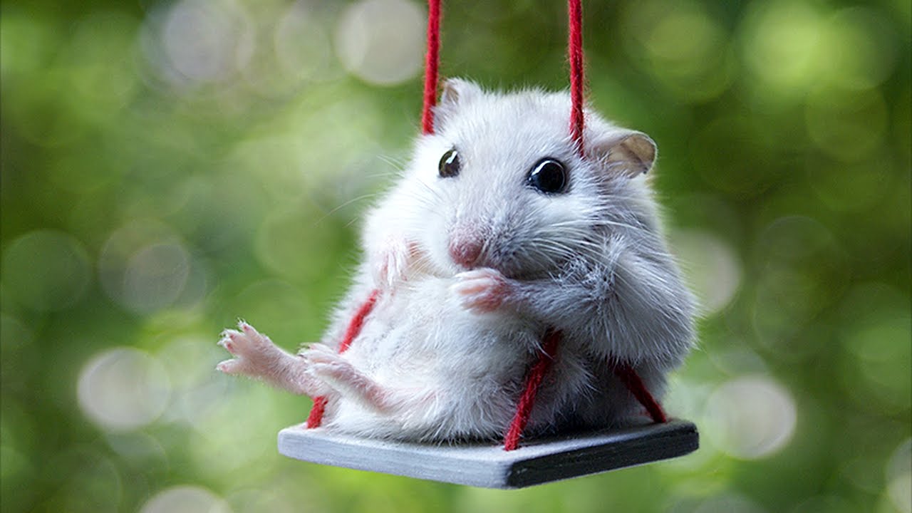 Funny Mouse Wallpapers - Wallpaper Cave