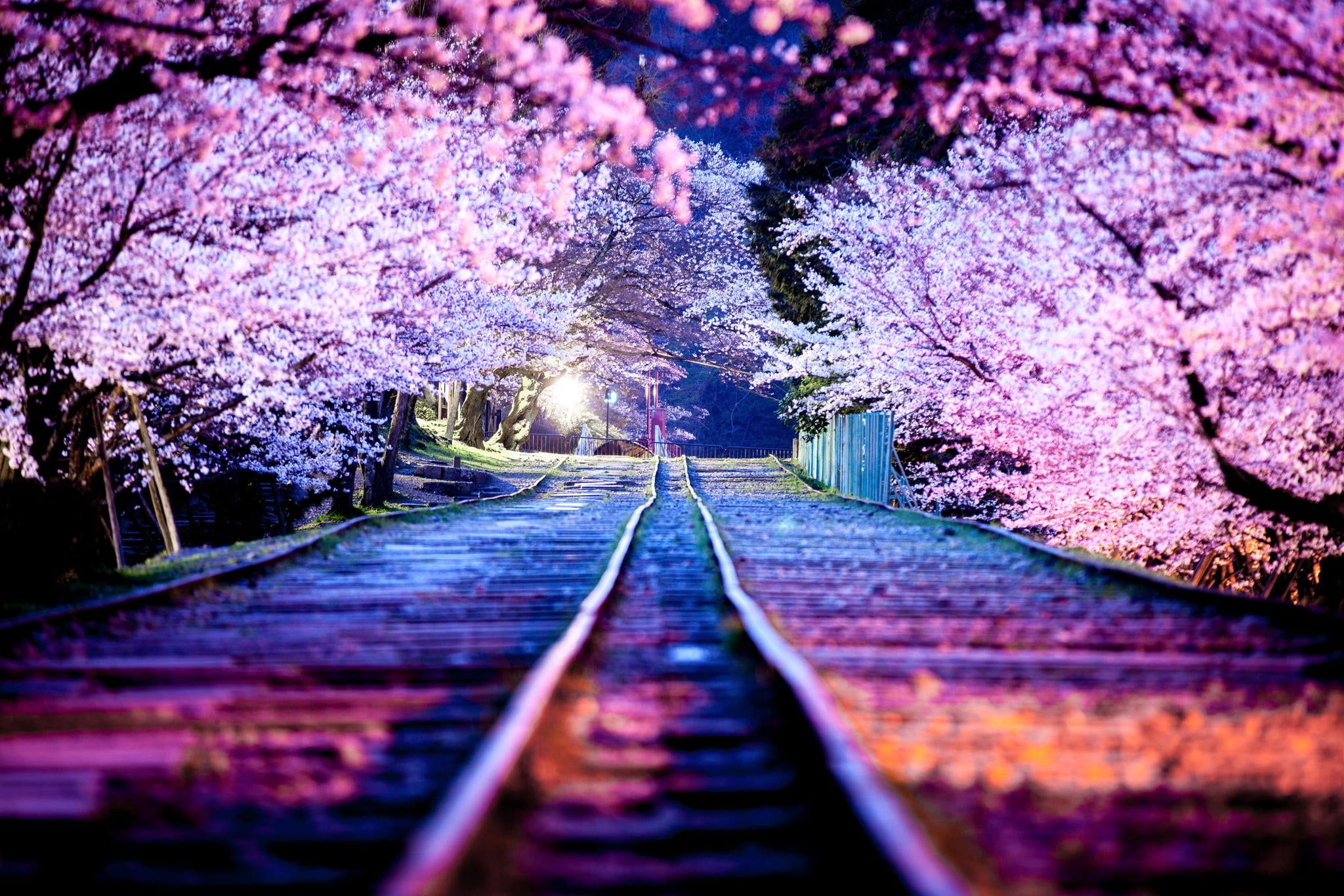 cherry blossom #night the city #lights #spring #Japan #Sakura #April #Kyoto P #wallpaper #hdwallpaper #desktop. Japan sakura, Visit japan, Japan street