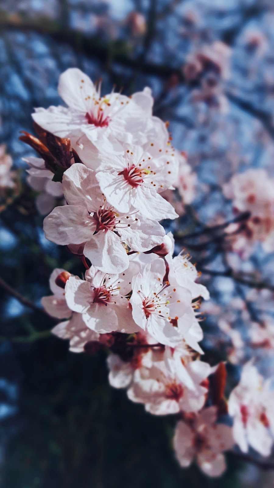 Spring Cherry iPhone wallpaper. Nature iphone wallpaper, iPhone background nature, Flower phone wallpaper
