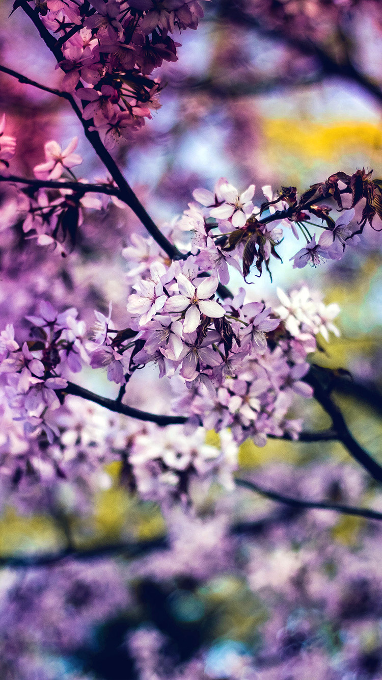 iPhone X wallpaper. flower pink blue nature bokeh tree spring rainbow