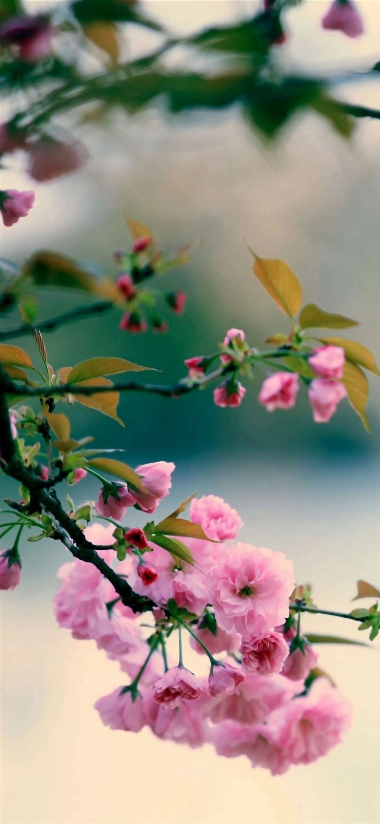 Nature Spring Plum Branch Bokeh Blur iPhone Wallpaper Free Download
