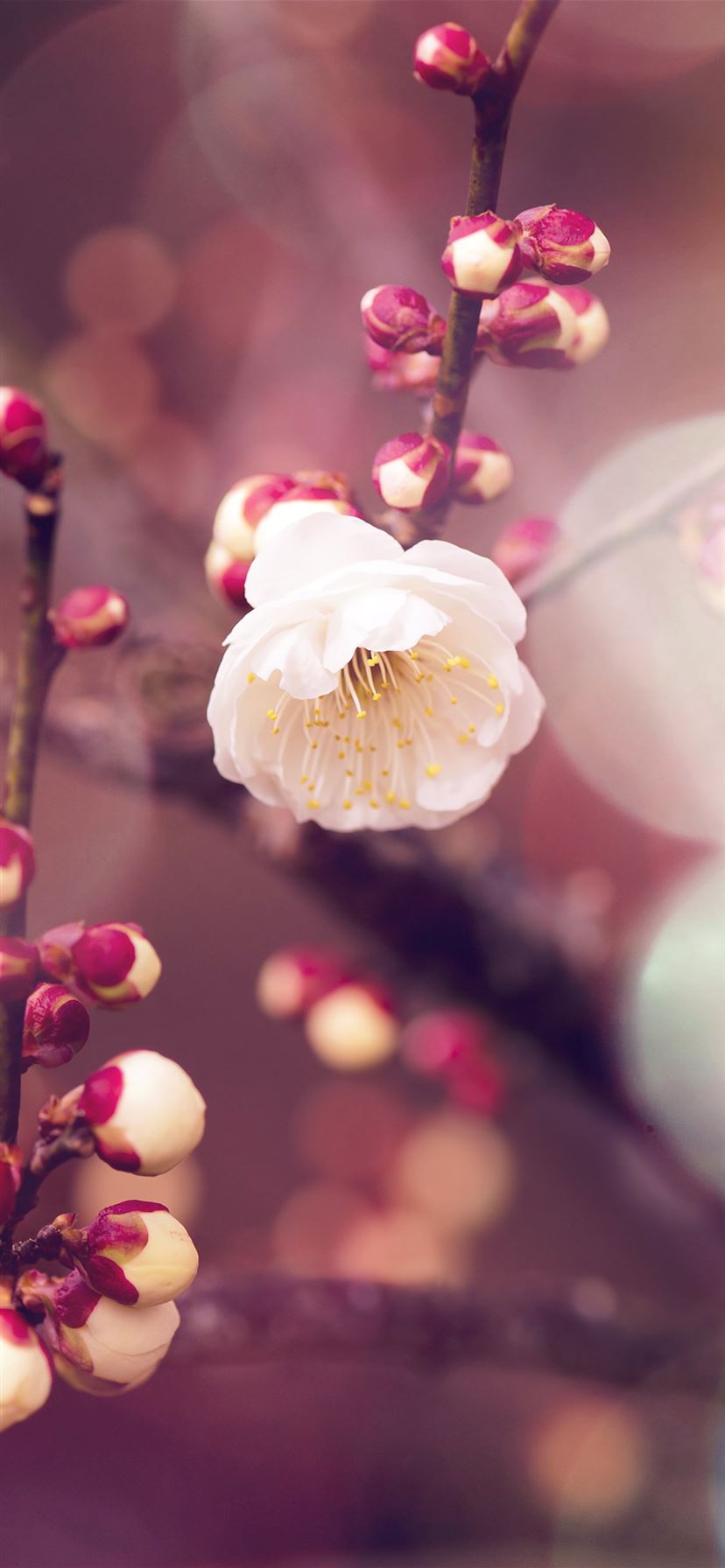 Apricot flower bud flare spring iPhone X Wallpaper Free Download