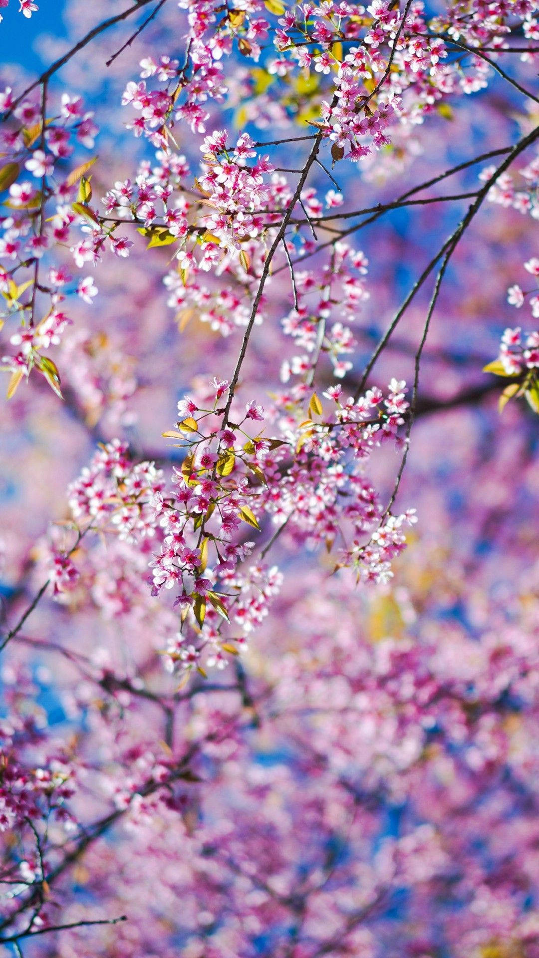 Download Spring Flower iPhone Wallpaper