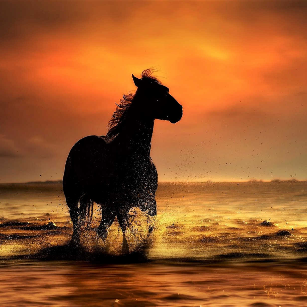 Wallpaper sunset, coast, sea waves, horse, run desktop wallpaper, HD image, picture, background, 3D4c81