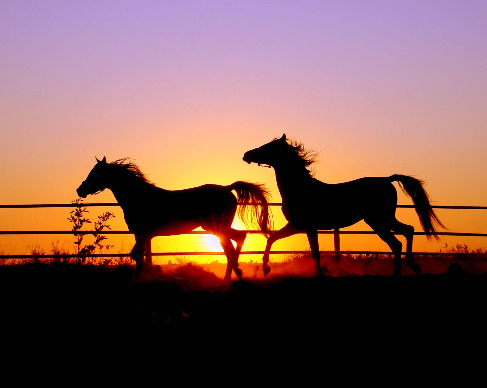 Download Two Cute Horses On Sunset Wallpaper
