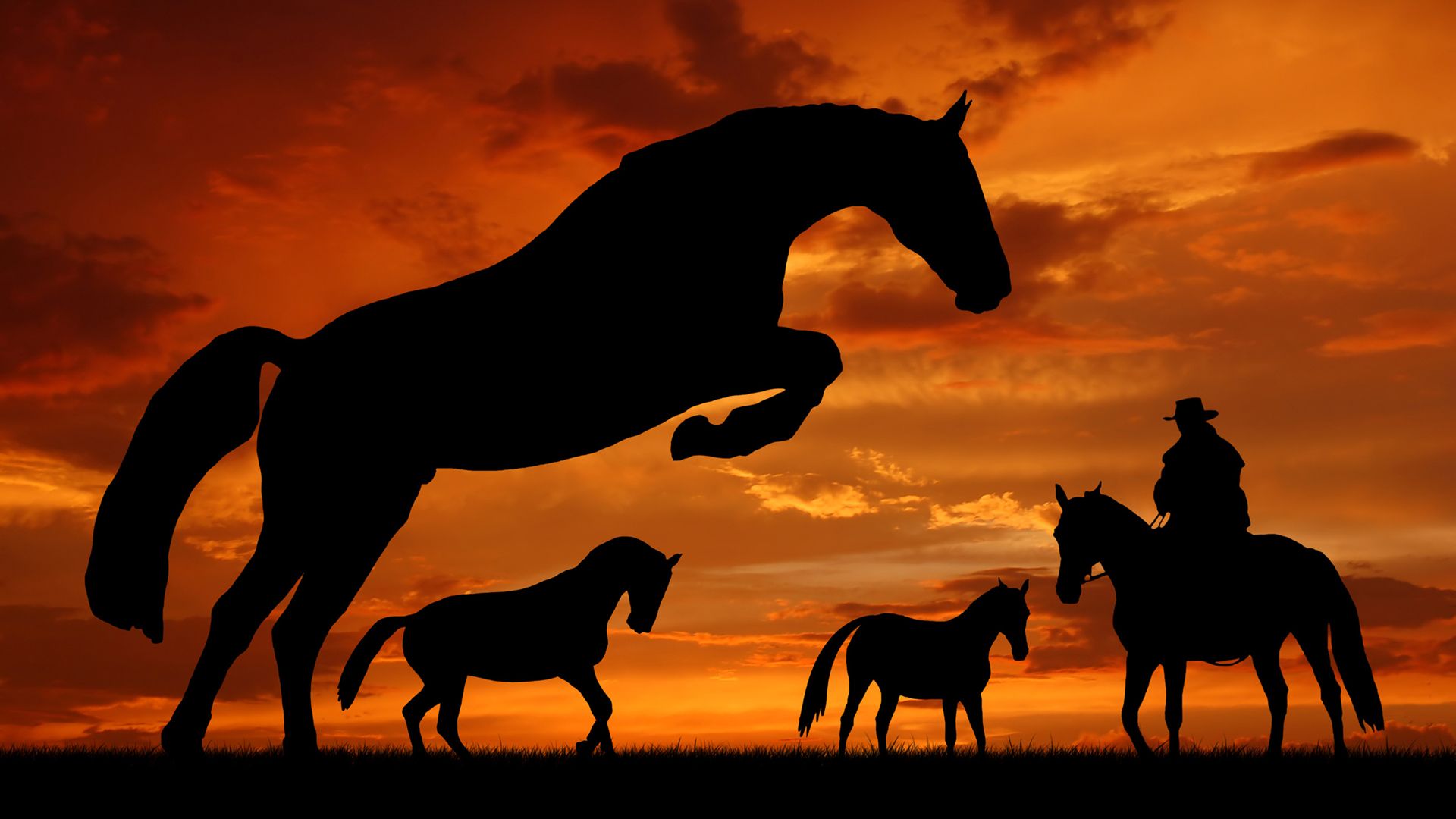 Horse In The Sunset. Horse silhouette, Horses, Beautiful horses