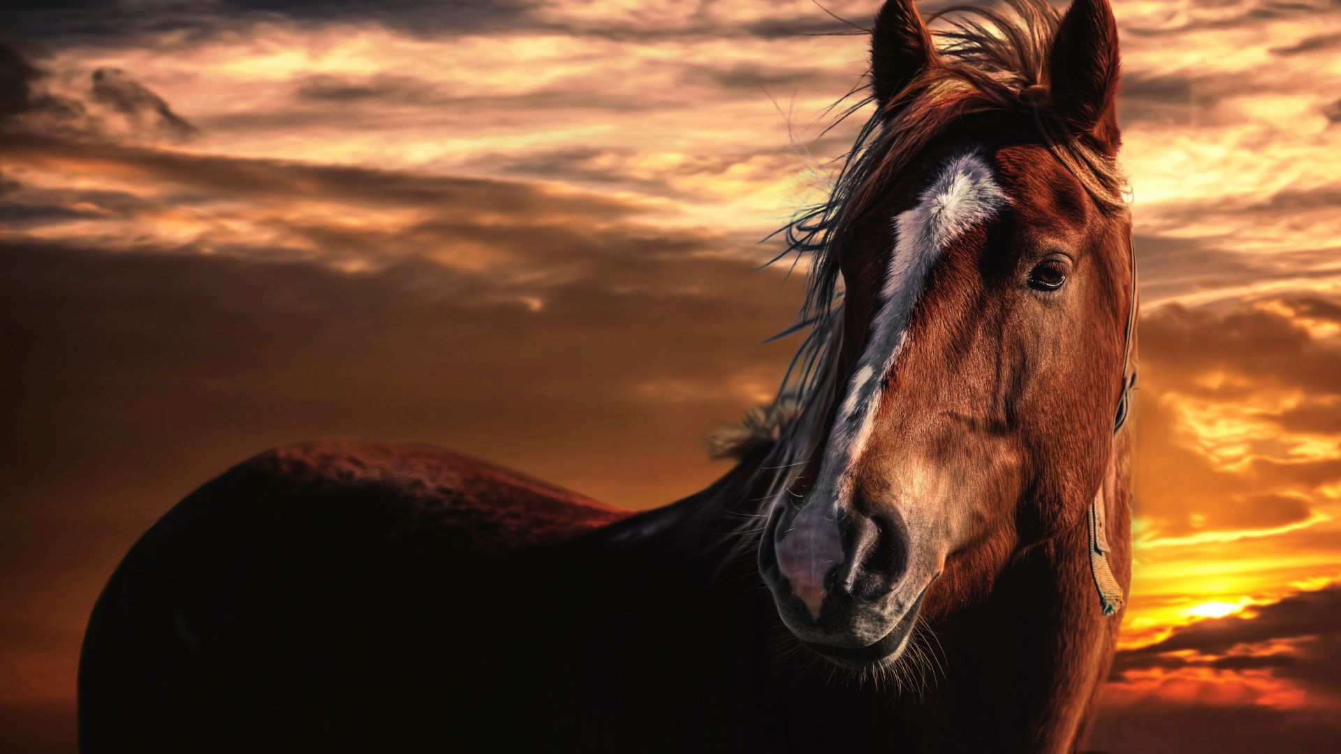 Desktop Wallpaper Horse In Sunset, HD Image, Picture, Background, Ytoljr