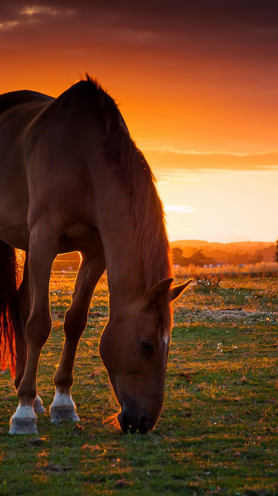 Download Wallpaper 938x1668 Horse, Field, Pasture, Sunset Iphone 8 7 6s 6 For Parallax HD Background