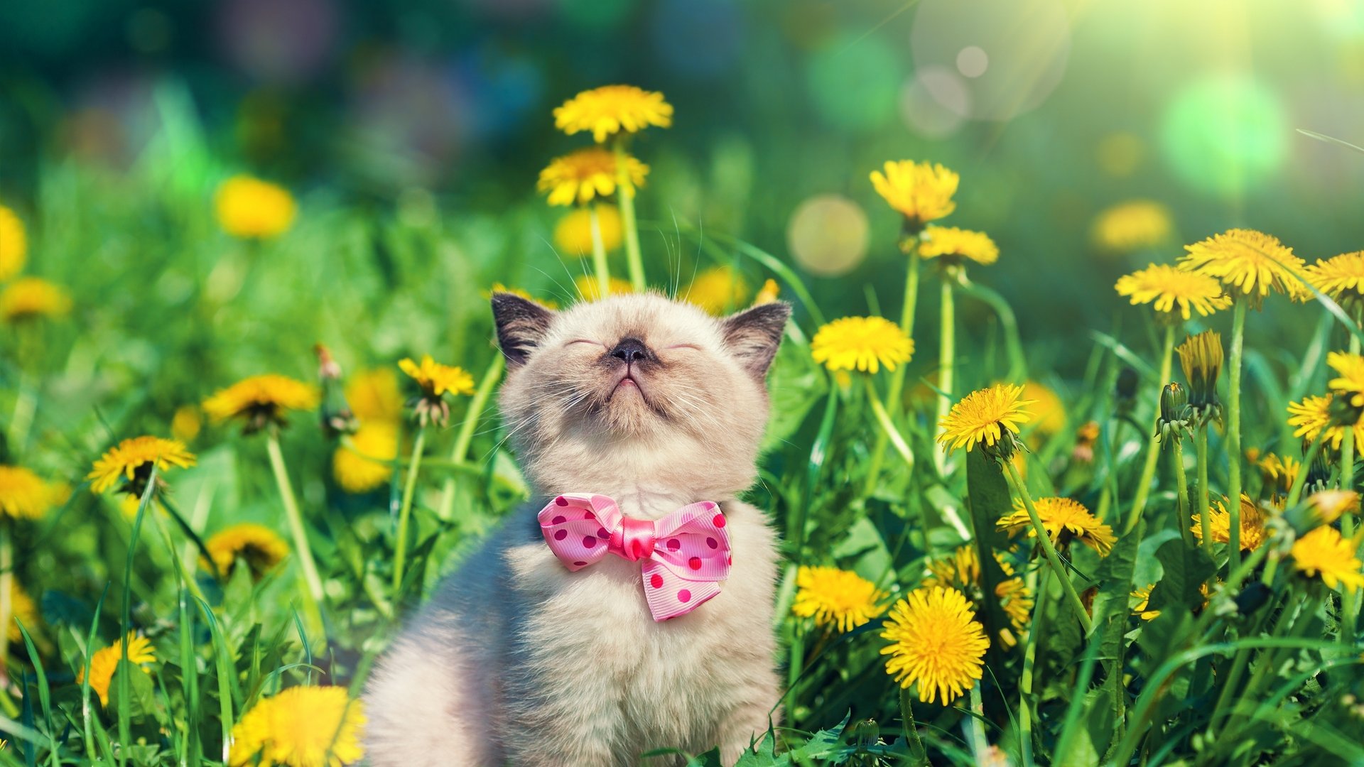 Cute Cat Spring Wallpapers - Wallpaper Cave