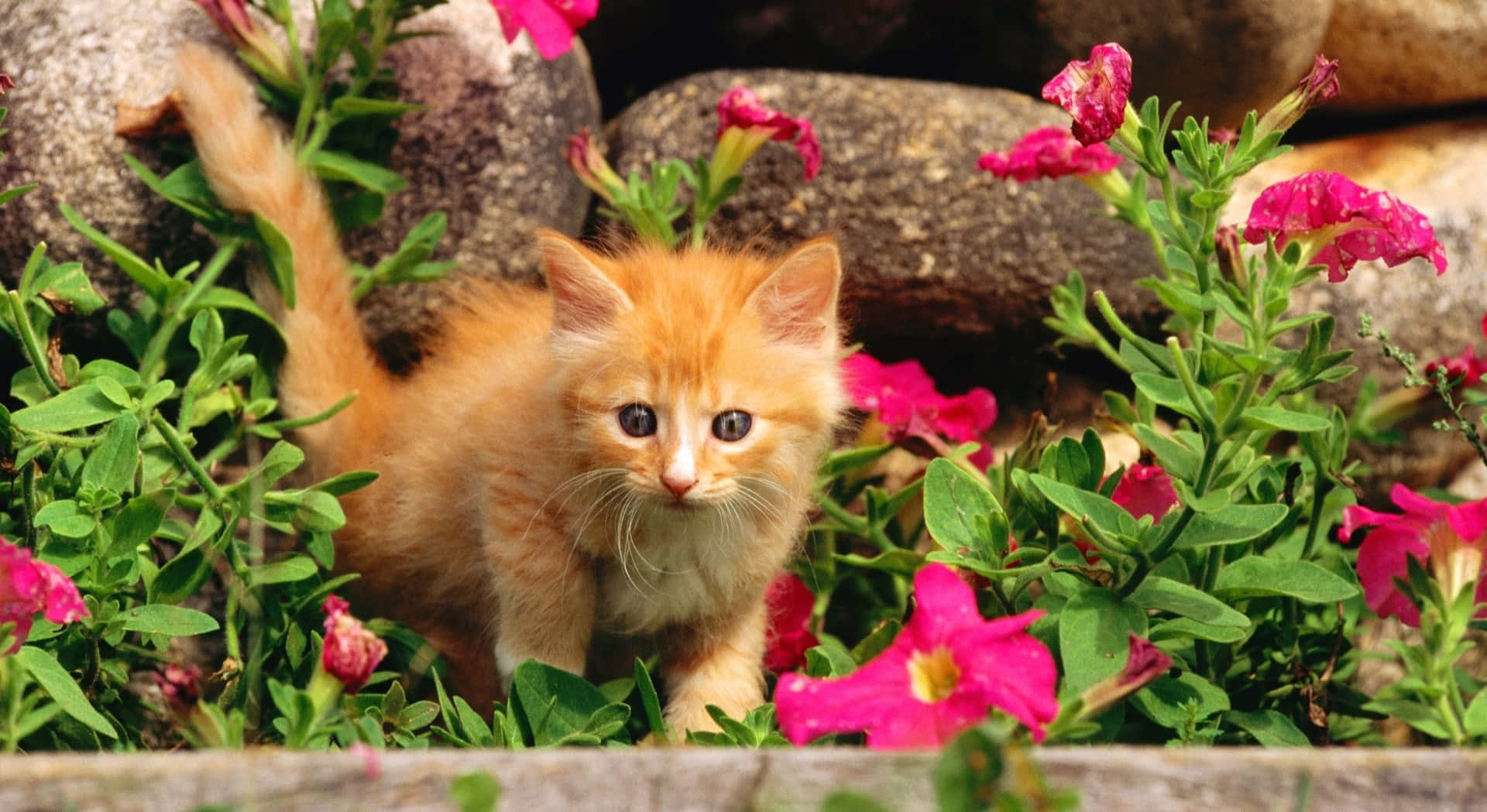 Download Cute Spring Desktop With Little Kitten Wallpaper