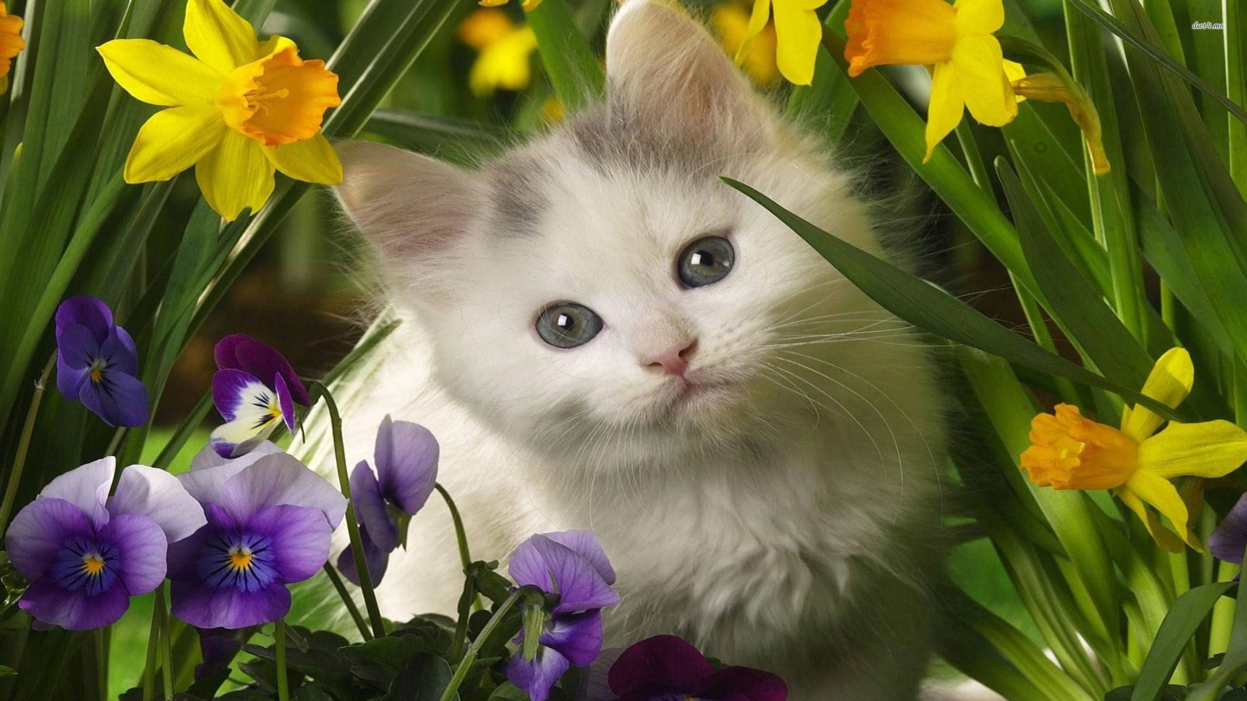 Download Cute Spring White Cat Wallpaper