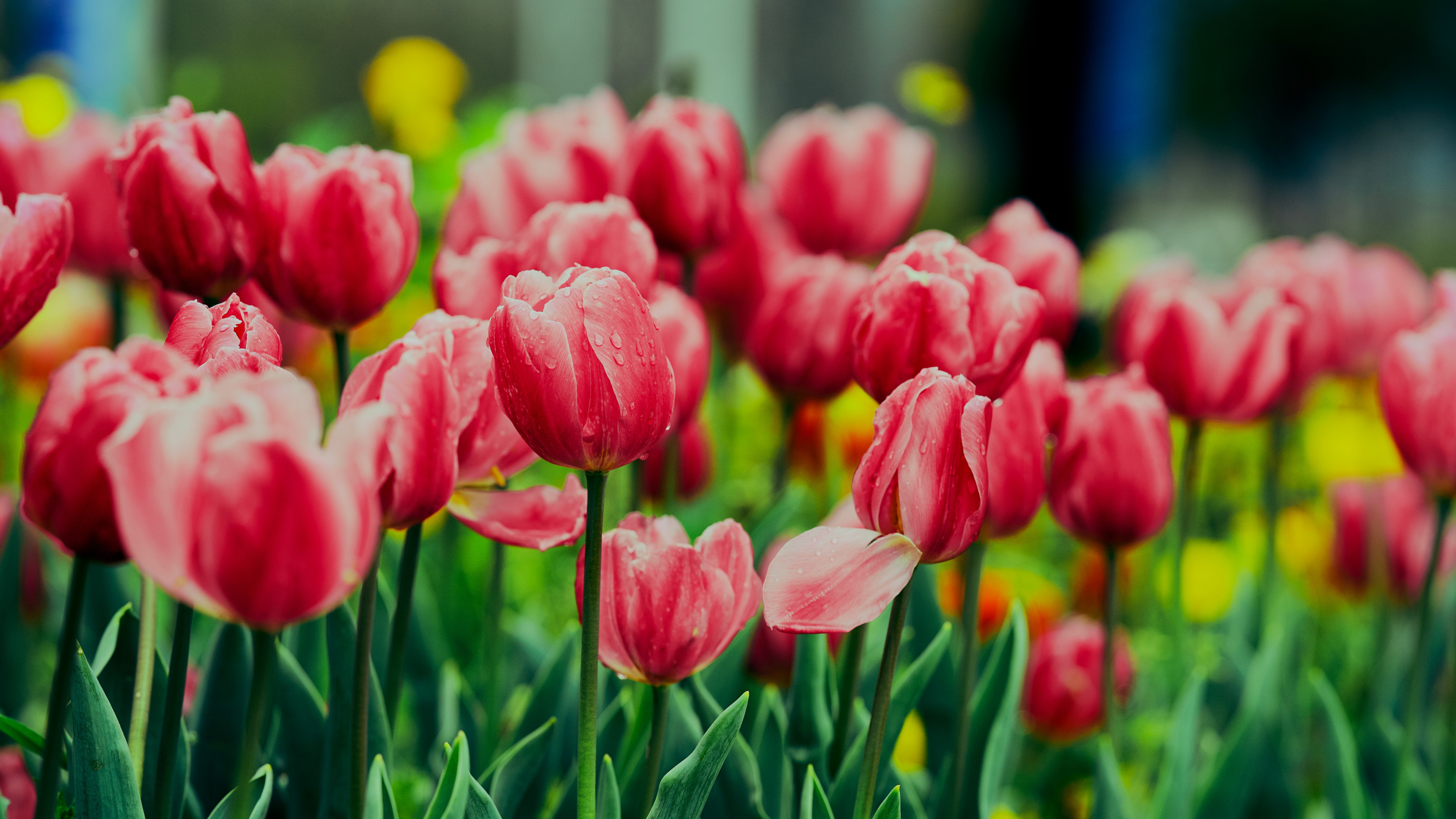 Pink Tulips Wallpaper 4K, Flower garden, Greenery, Flowers