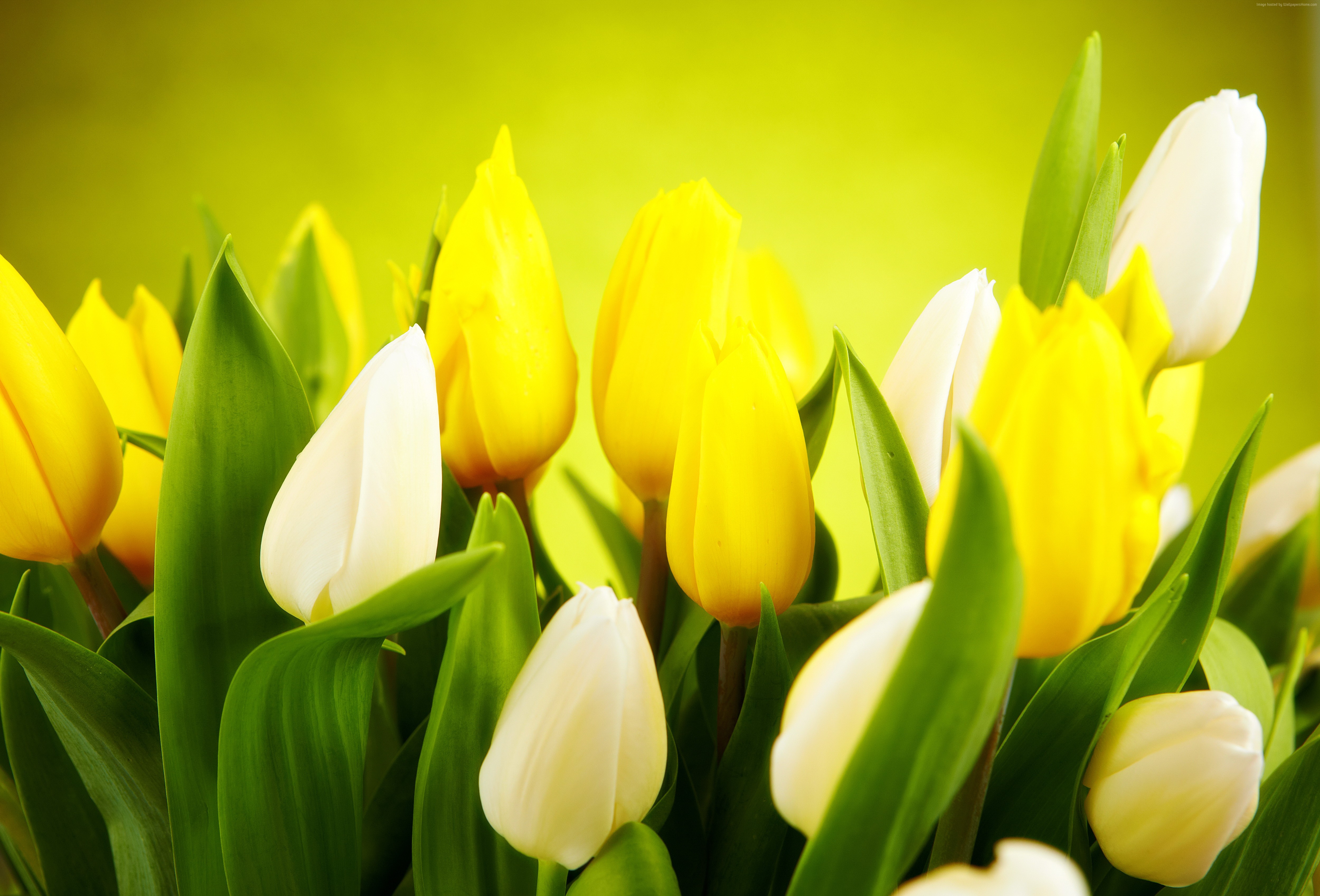 HD wallpaper, Tulip, 4k, spring, flower, yellow Gallery HD Wallpaper