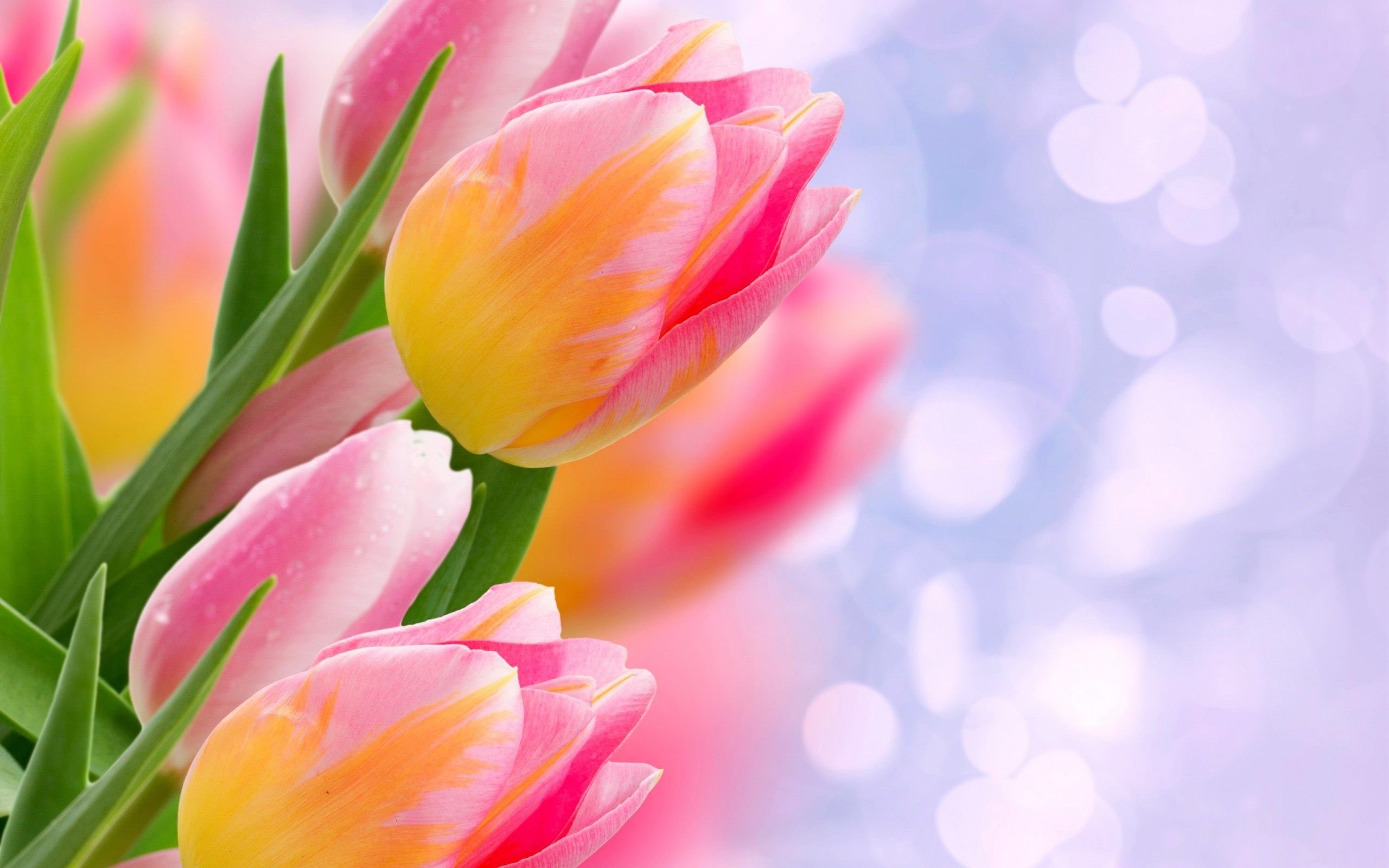Tulip Flower Wallpaper