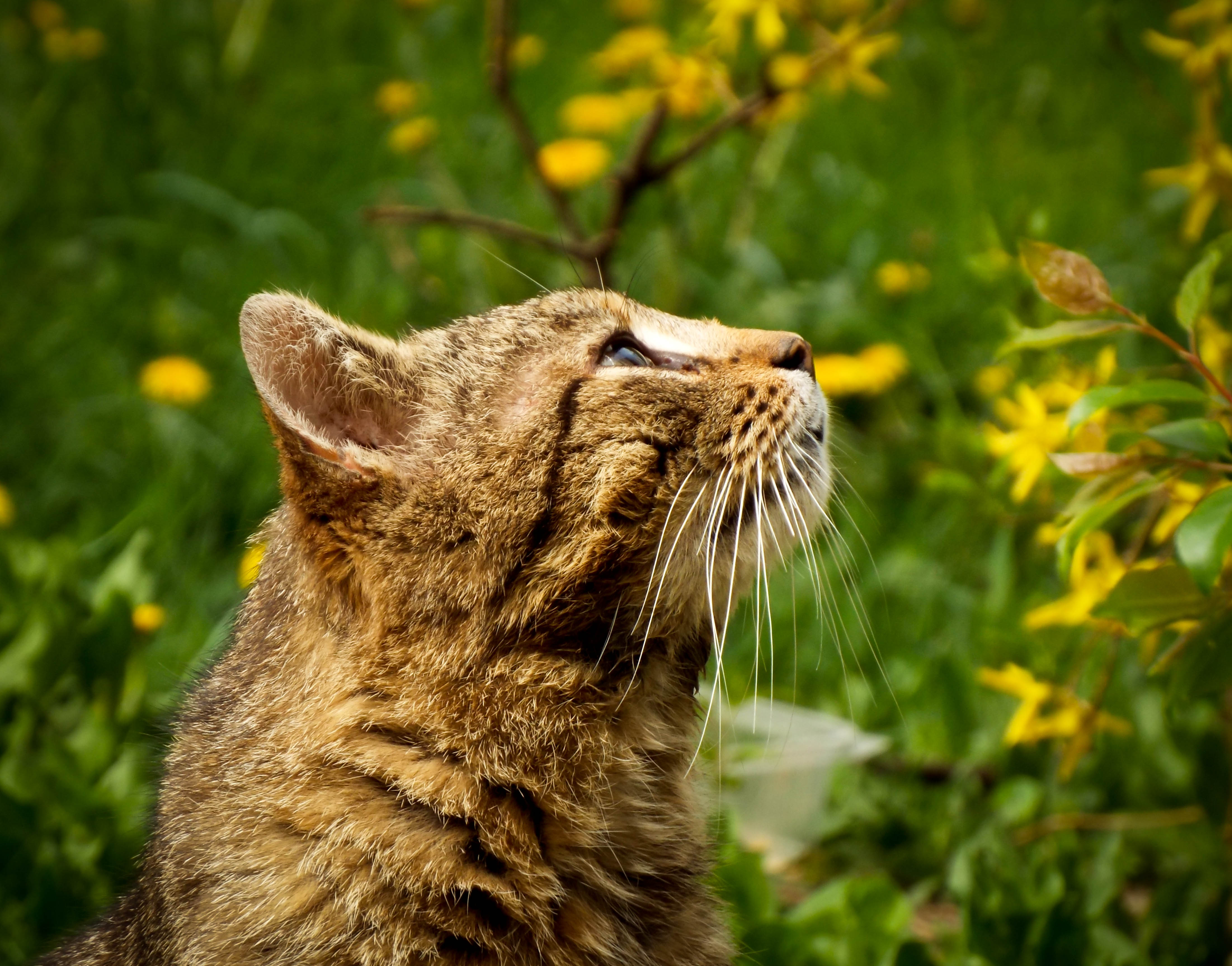 Wallpaper, cute, green, grass, cat, spring, kitten, pussy, Kitty, kittens, curious, lovely, pussycat, amazed, outstandingromanianphotographers 4405x3456