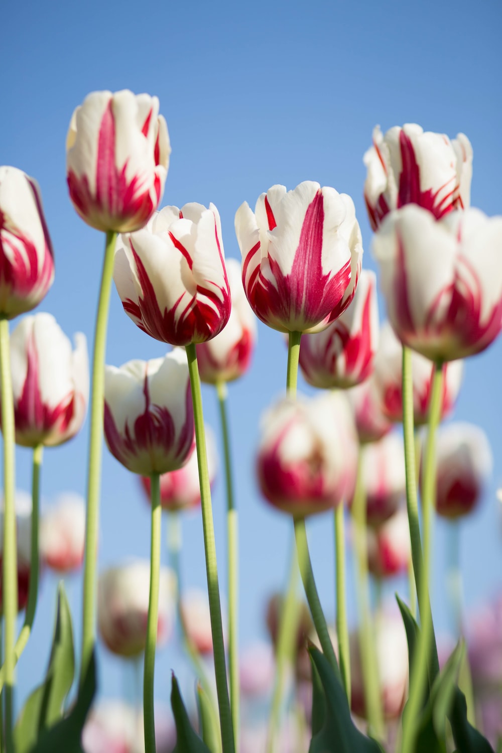 Tulip Picture [HD]. Download Free Image
