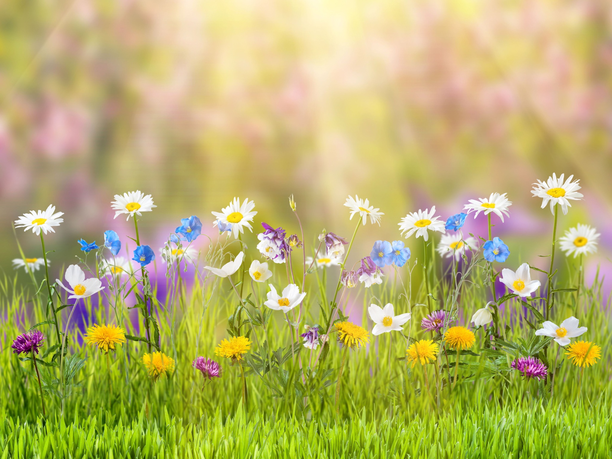 Wallpaper 4k Spring 4k Wallpaper