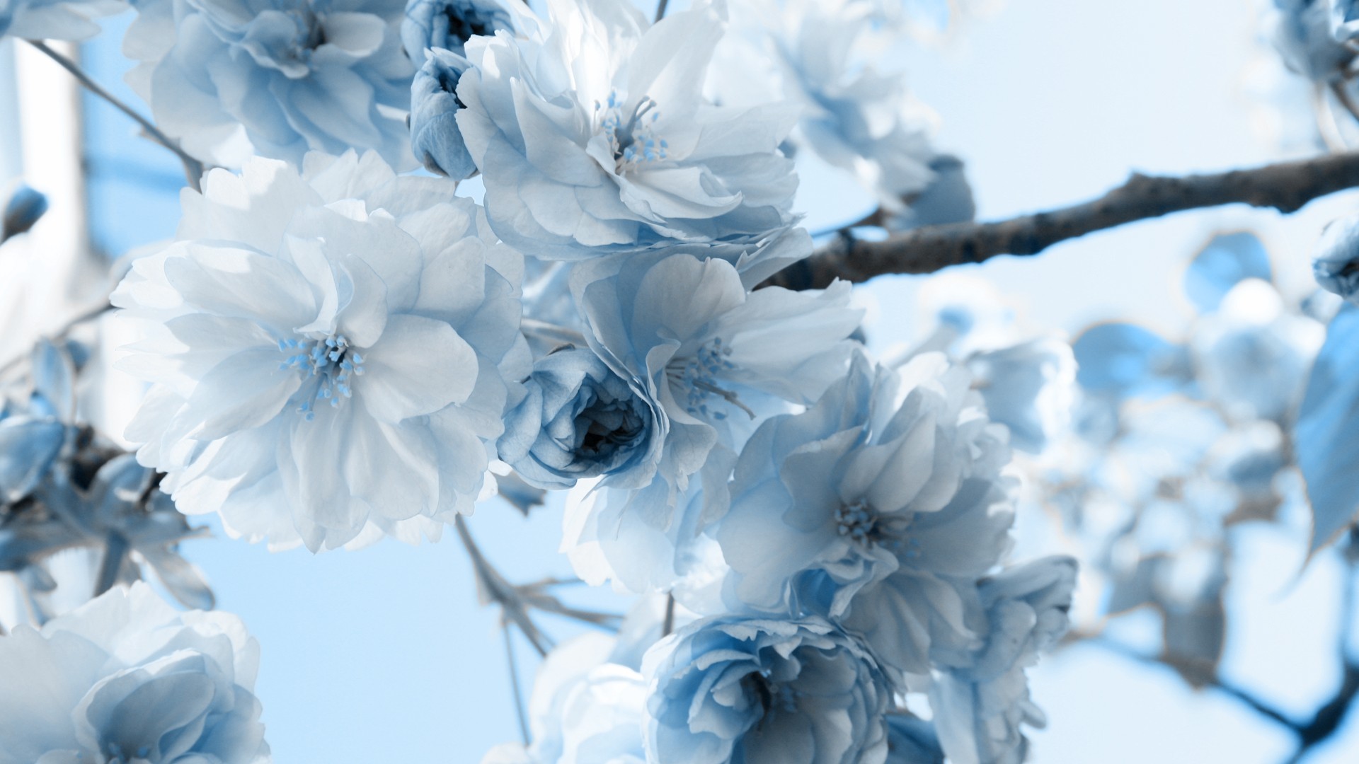 blue spring background