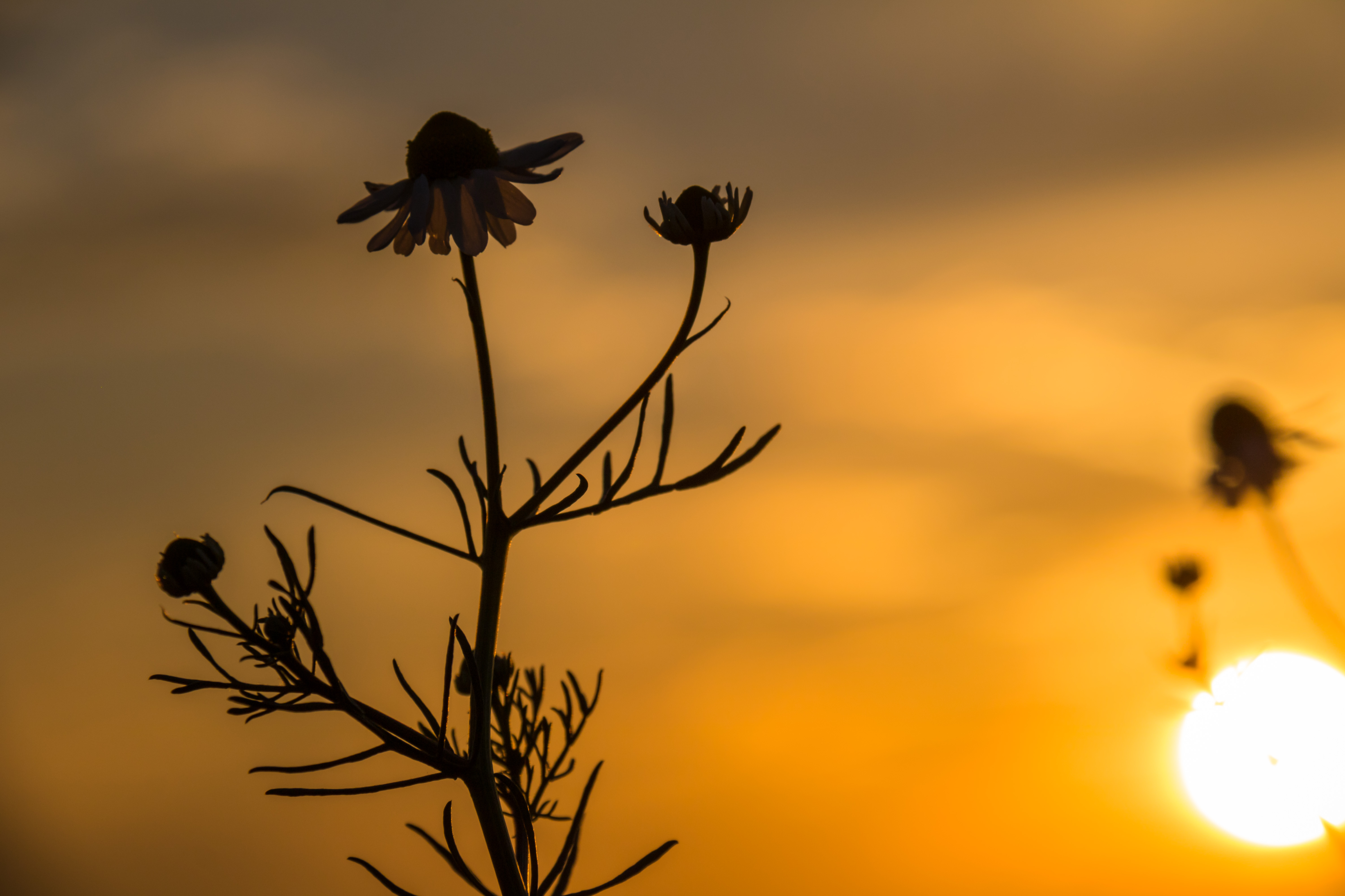 Wallpaper, flower, yellow, sky, flora, macro photography, morning, silhouette, close up, sunlight, branch, wildflower, plant stem, computer wallpaper, sunrise, Sun, spring, evening, twig, petal 6000x4000